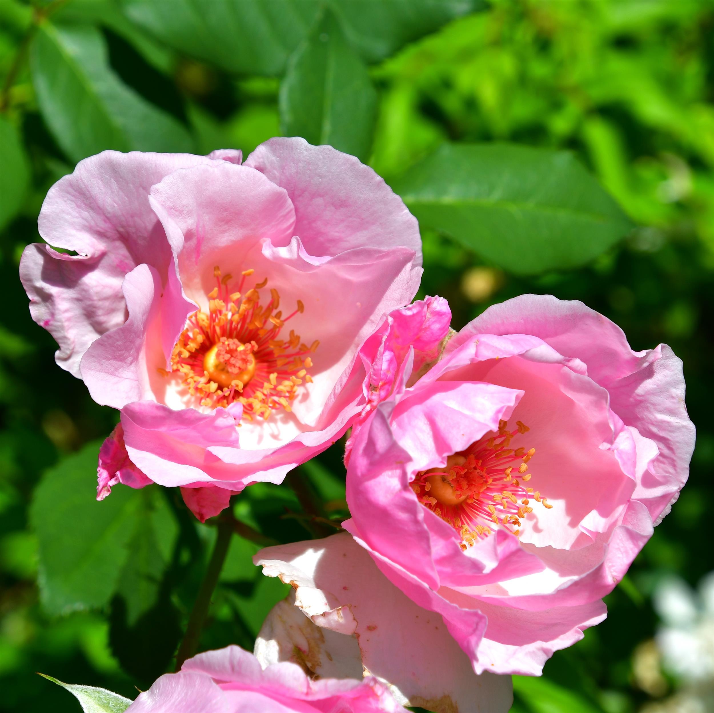 Pink Pillar