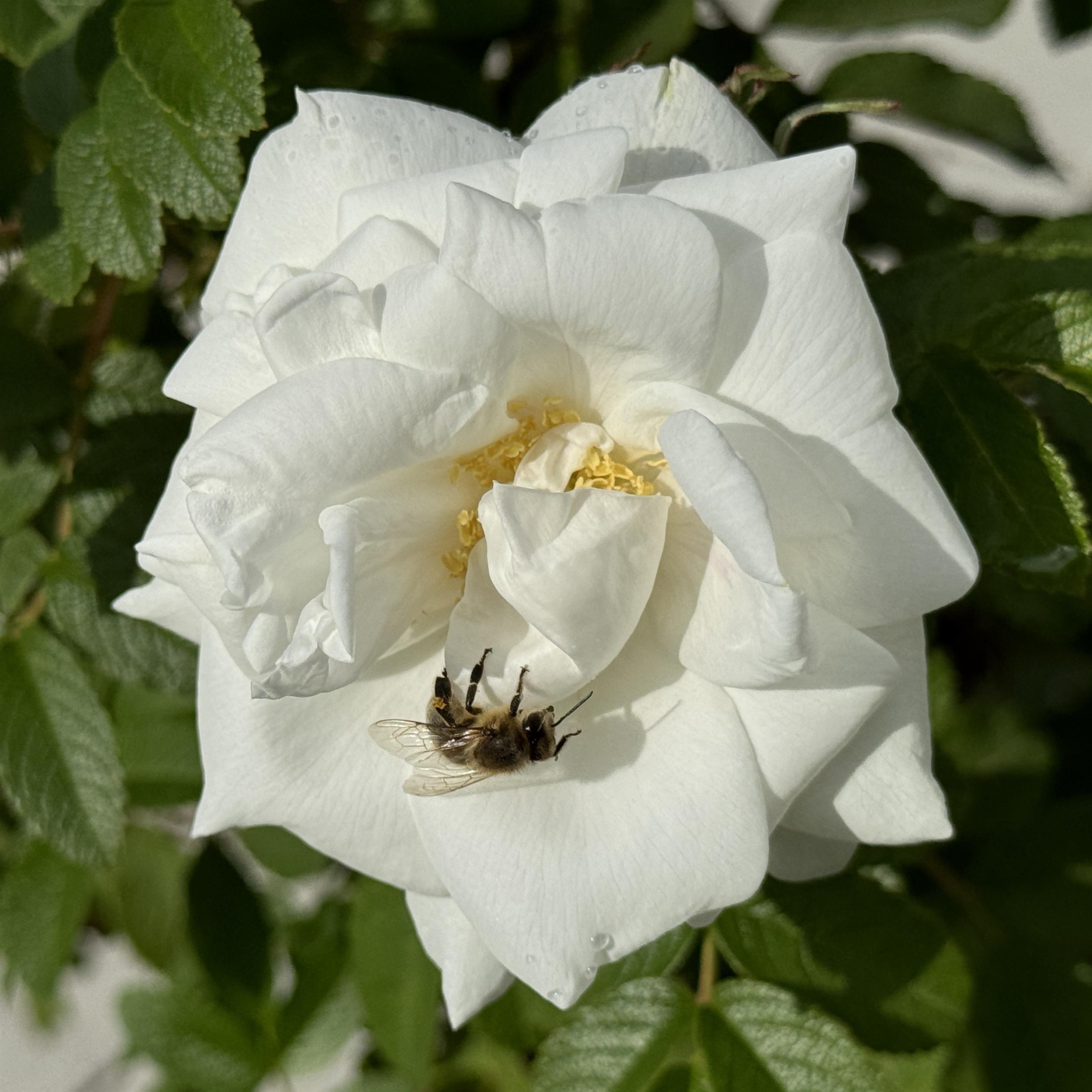 Marie Bugnet