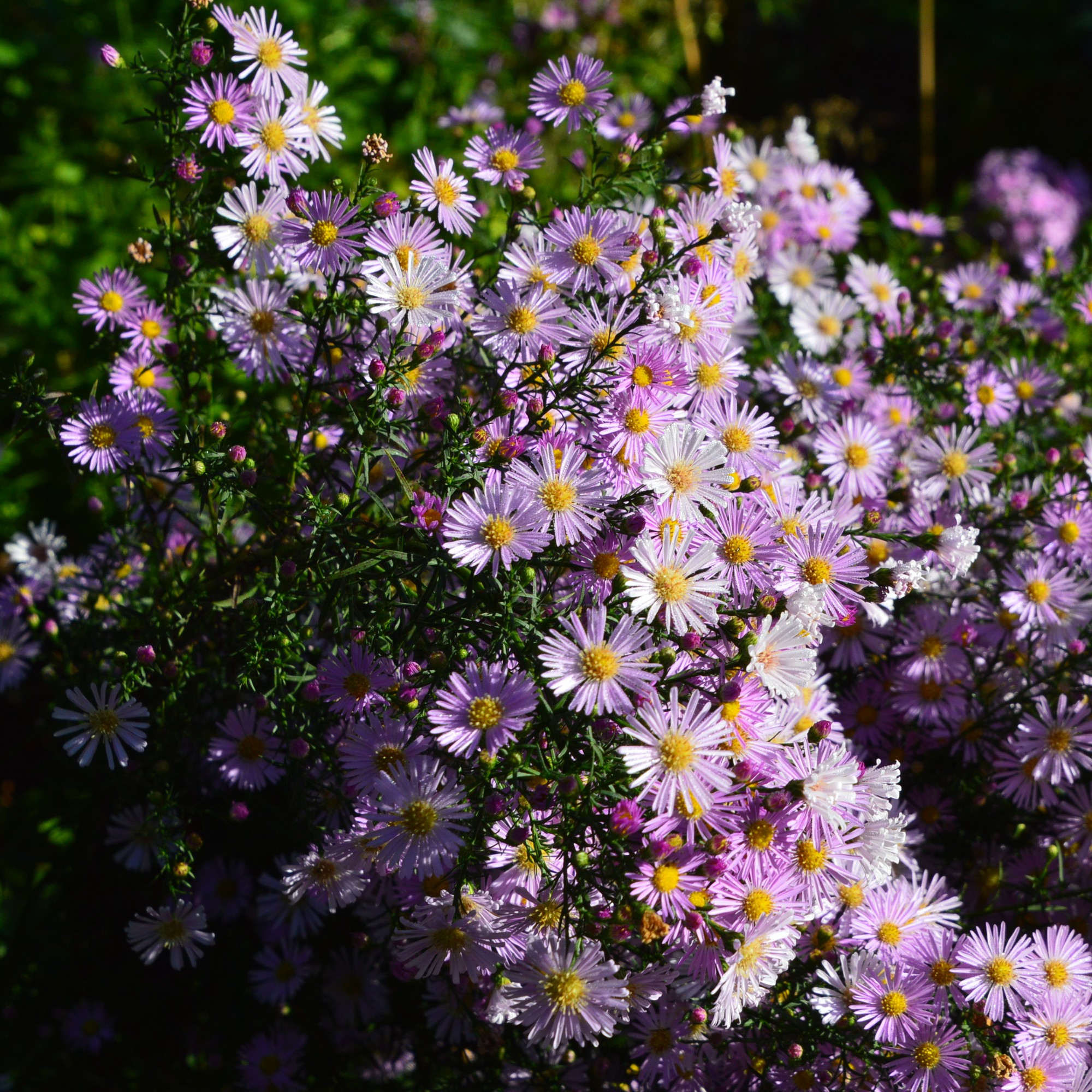 Aster pringlei 'Pink Star' 1L