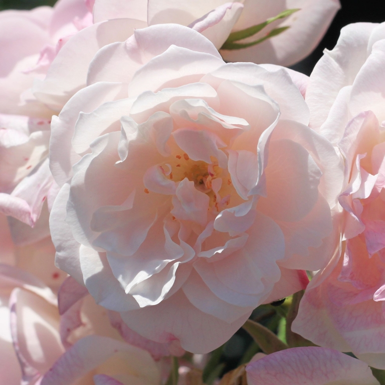 Scarman´s Himalayan Musk
