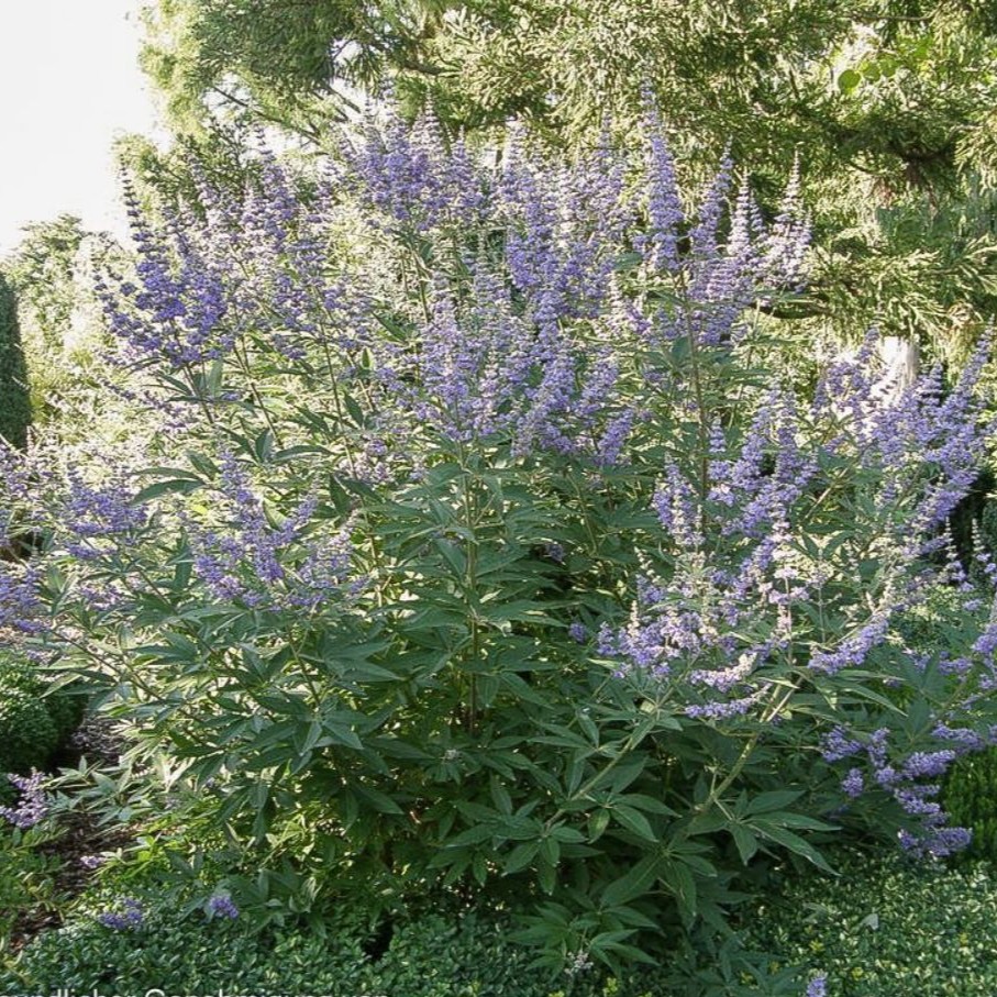 Vitex agnus-castus latifolia 3L