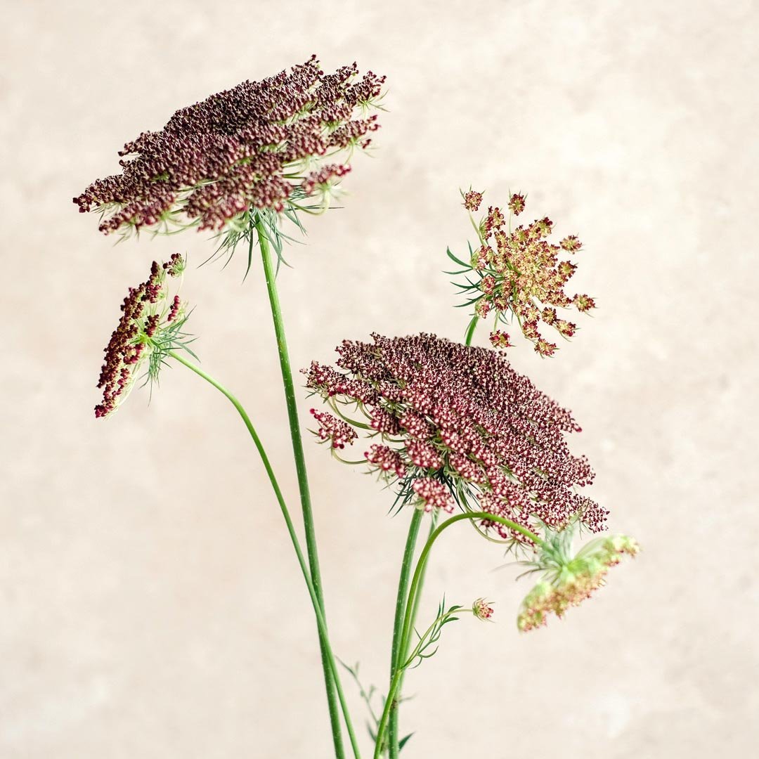 Daucus Carota 'Dara' (Wilde Möhre)