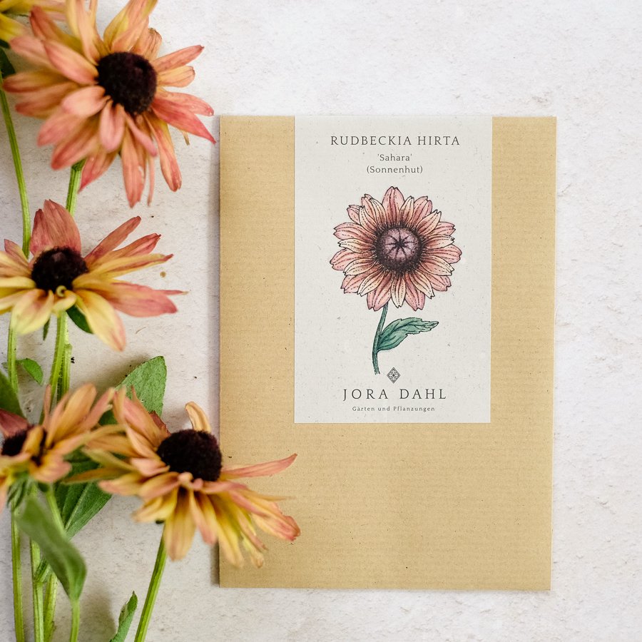 Rudbeckia 'Sahara' (Sonnenhut)