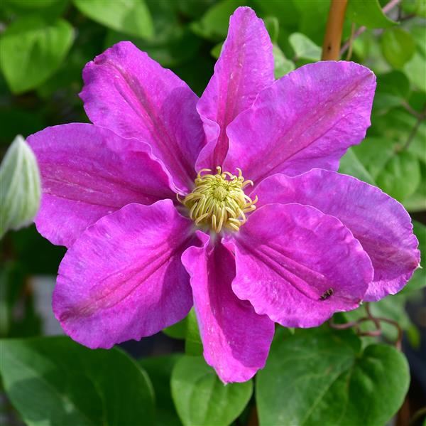 Clematis ´Hanaguruma`