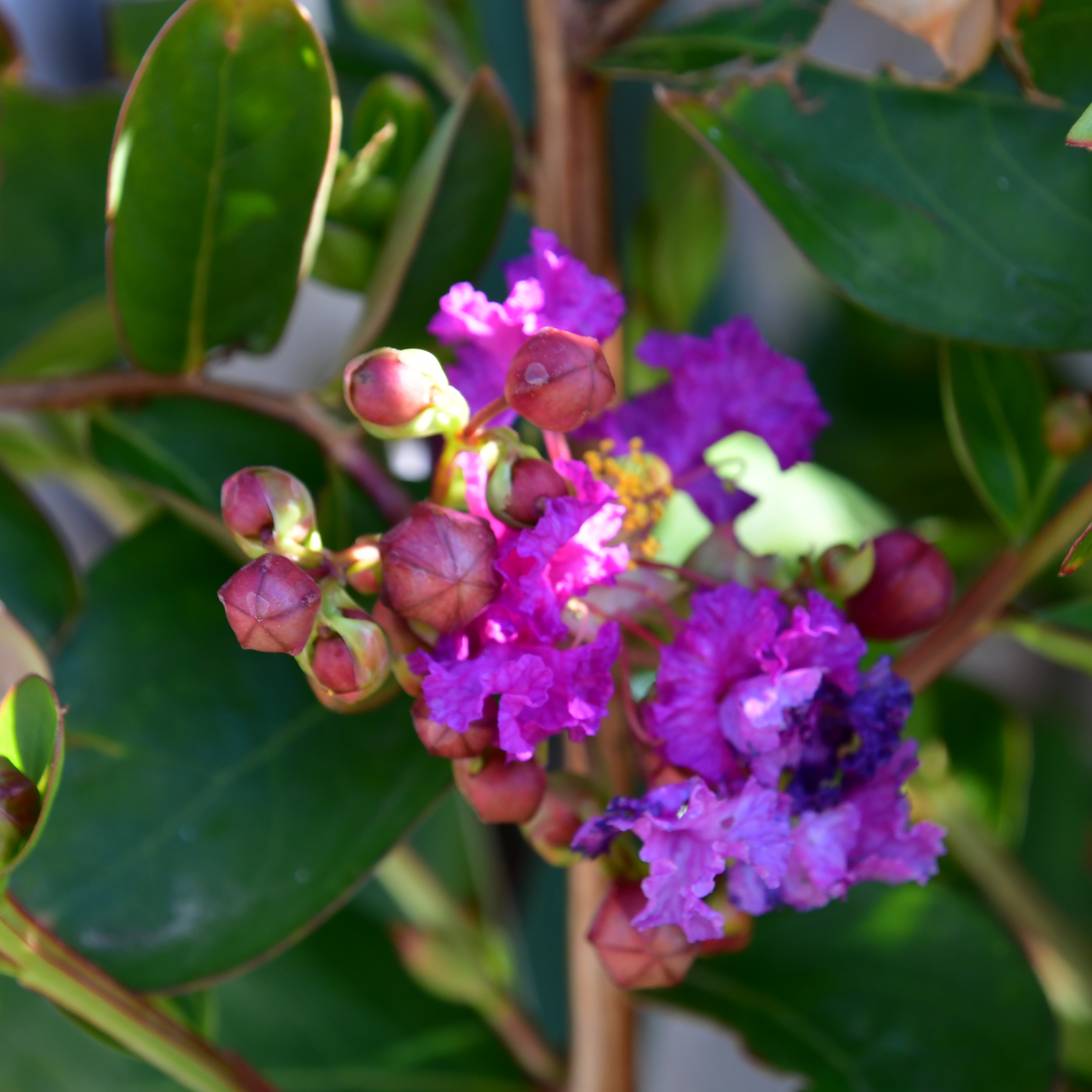 Lagerstroemia Violet d'ete 5L