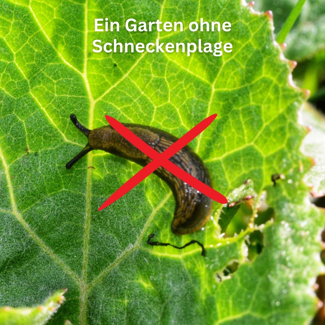 Schneckenfalle: Paket mit 2 Fallen