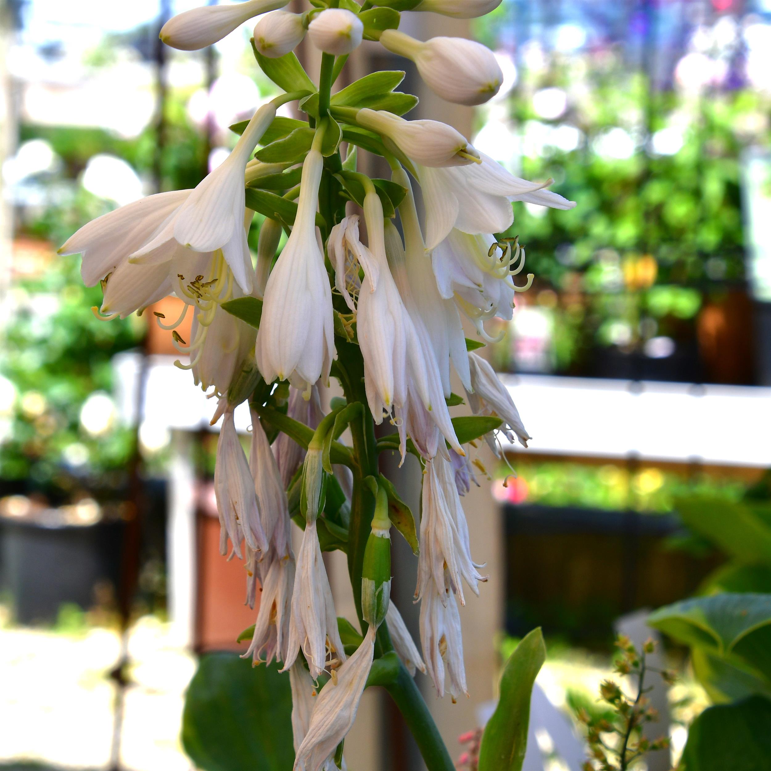 Hosta sieboldiana 'Frances Williams'  1L
