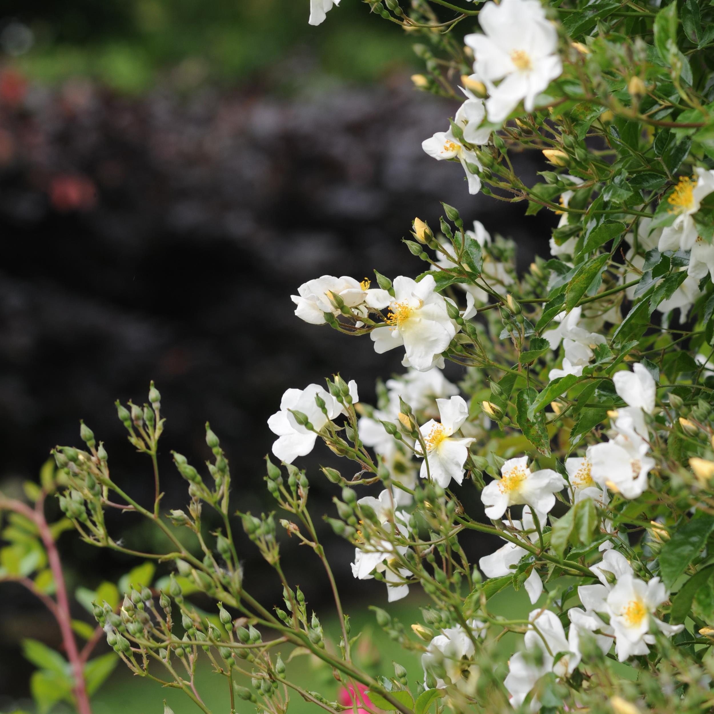 5 x White Wedding im Bio-Container - Hohe Rosenhecke
