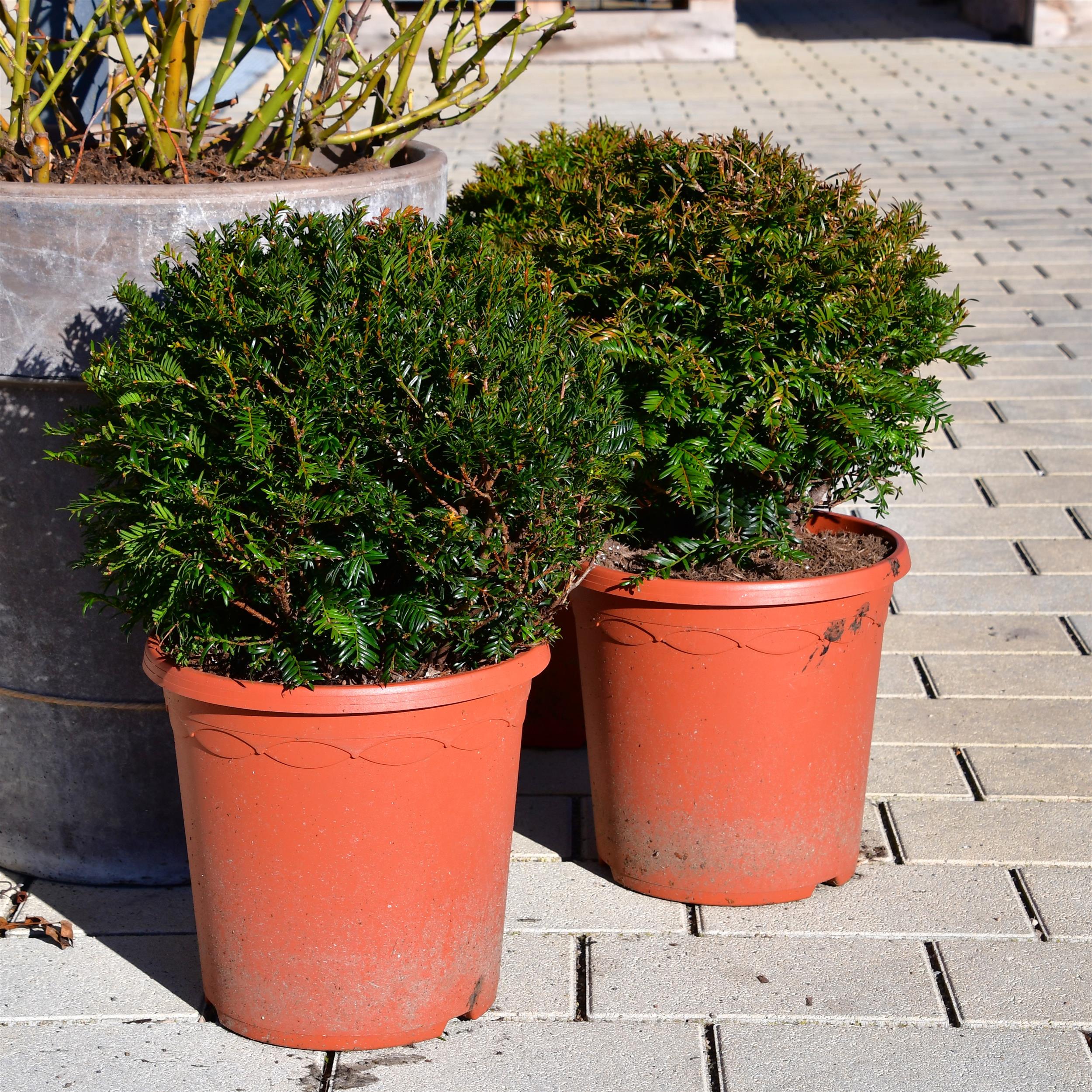 Taxus baccata Kugel 35-40cm
