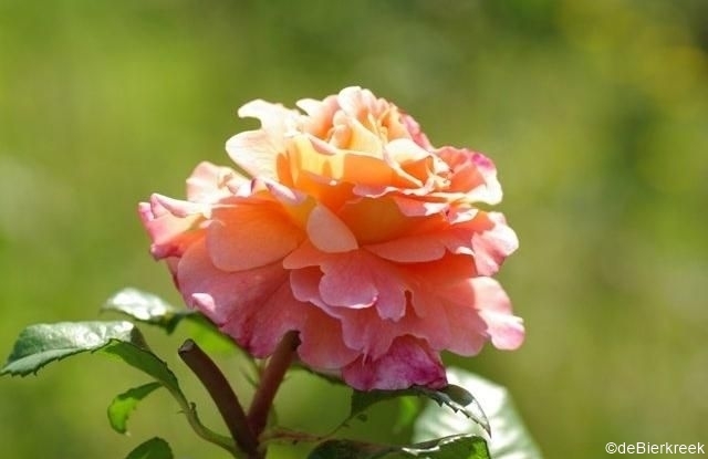 Augusta Luise - Stammrose 90 cm