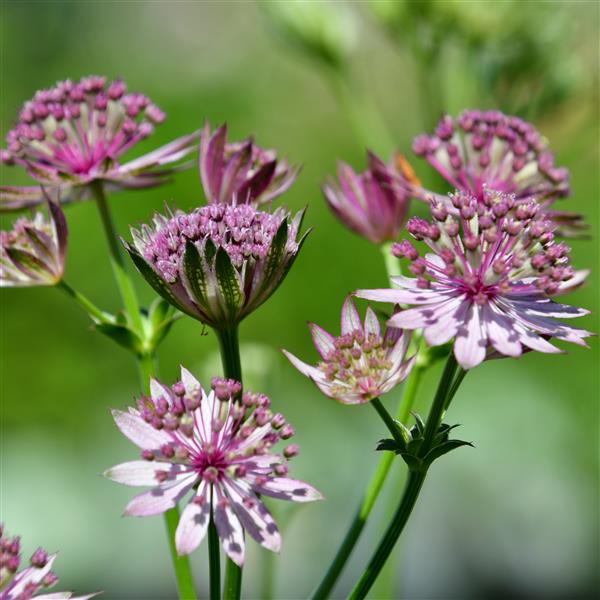 Astrantia major 'Roma' 1L