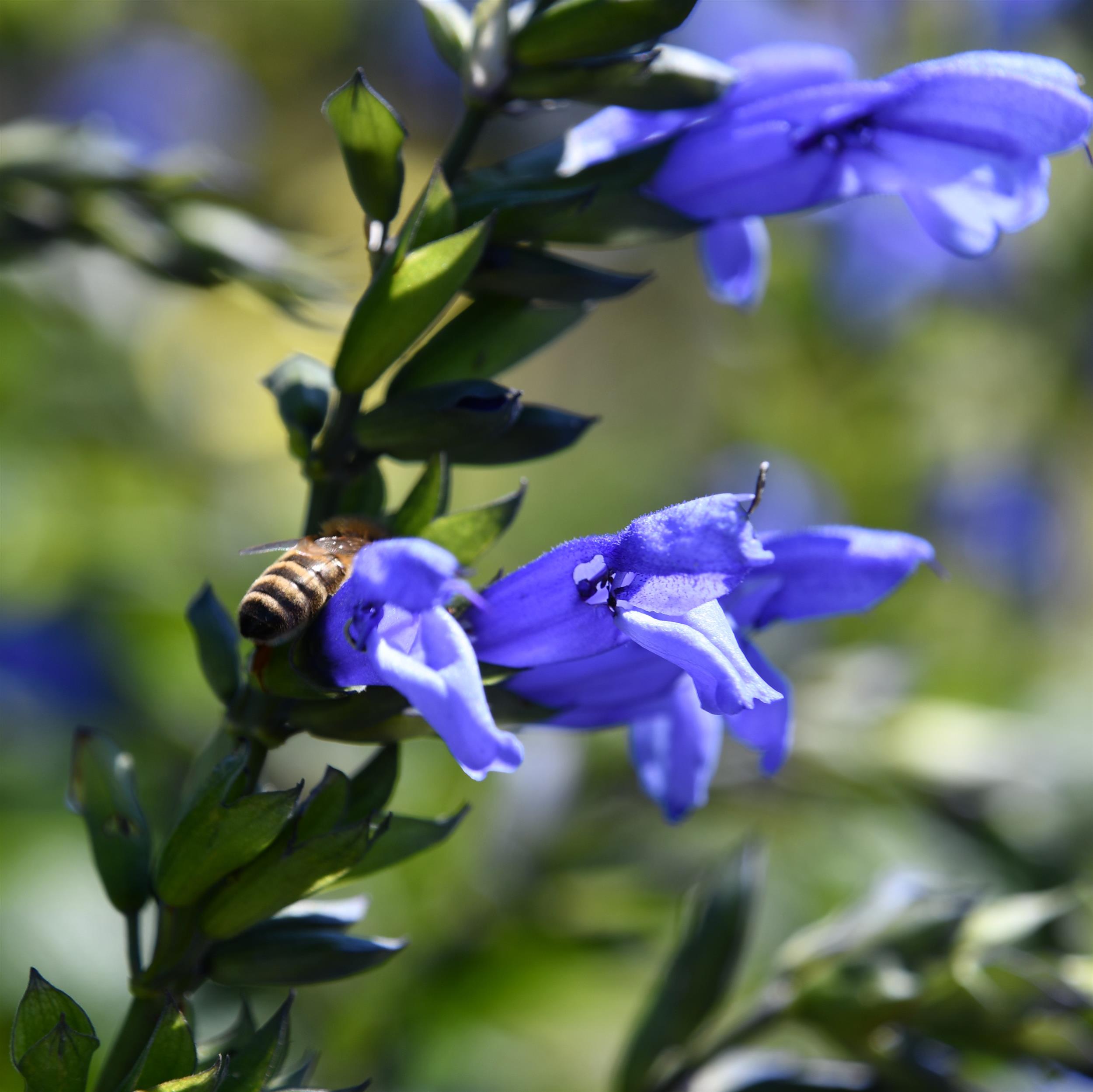 Salvia Salgoon Lake Como 3L