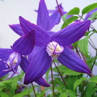 Clematis alp. koreana Jette