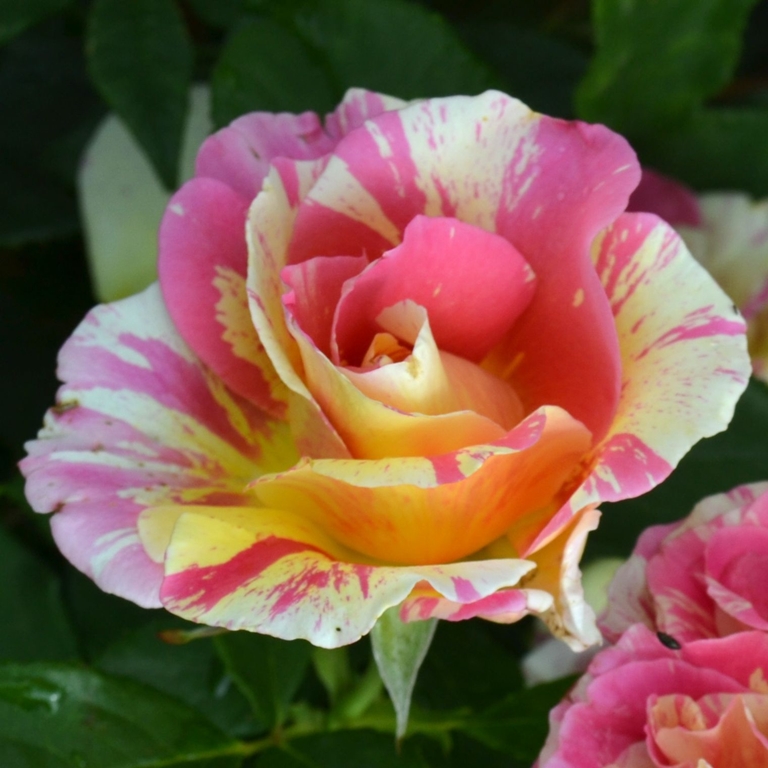 Claude Monet - Stammrose 90 cm