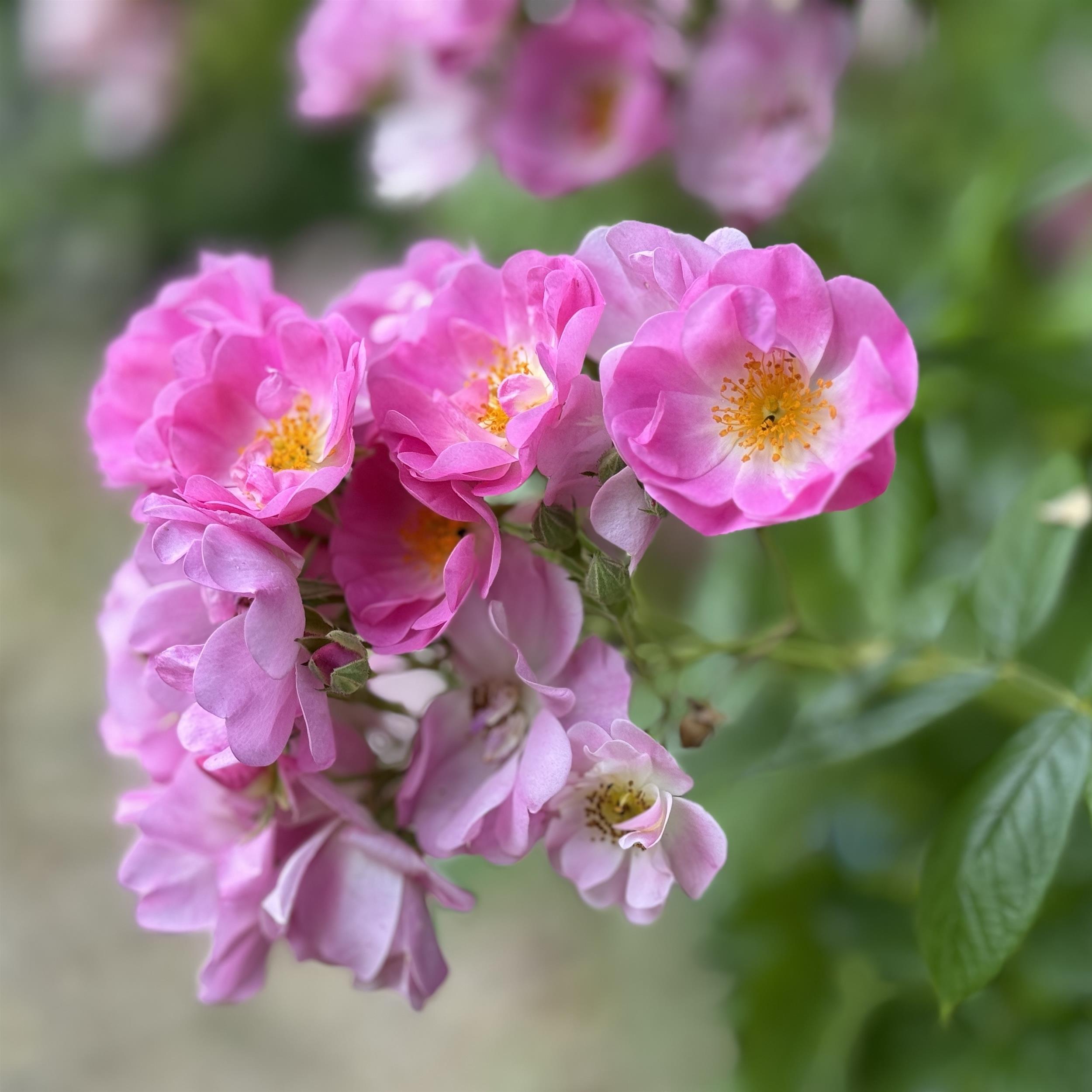 Apple Blossom