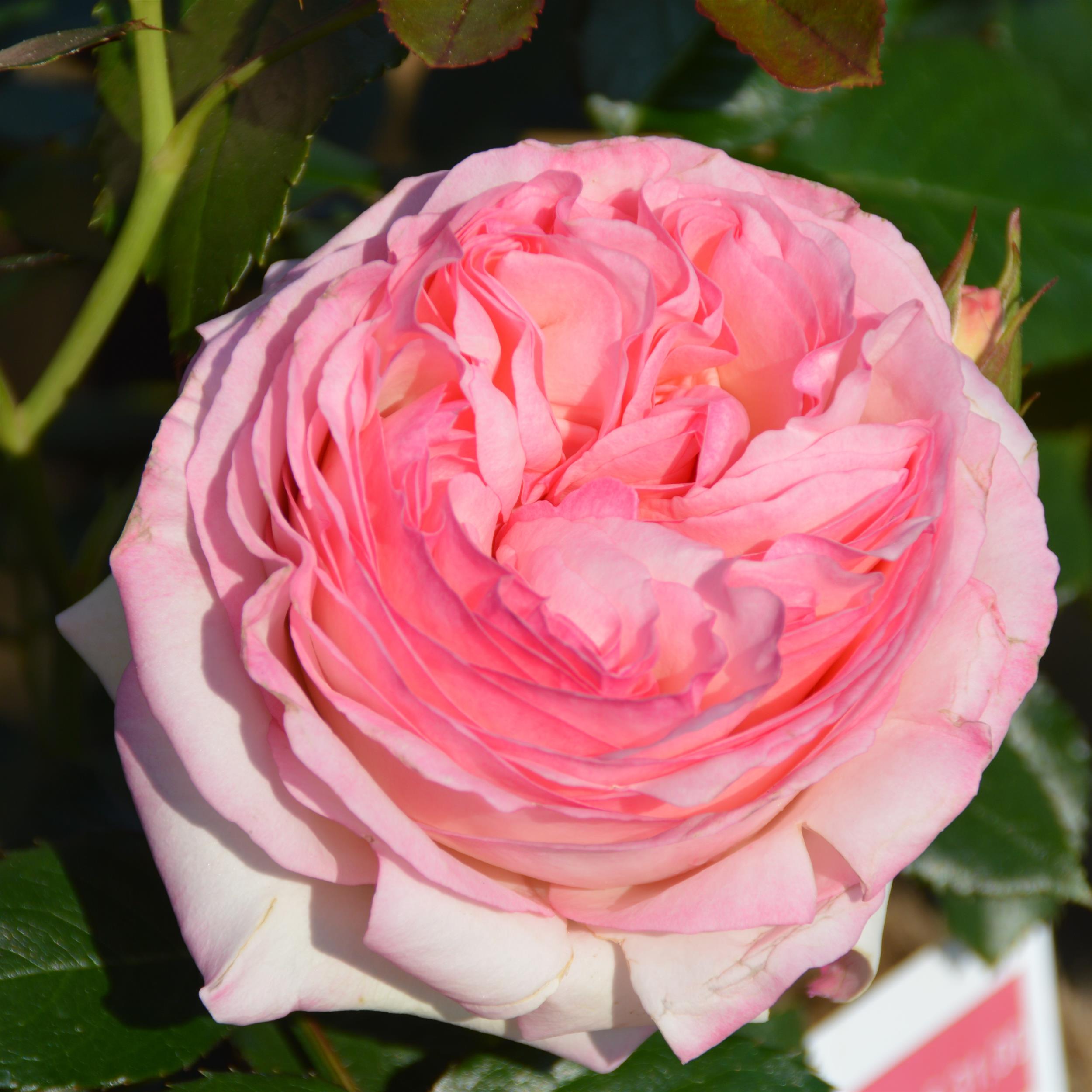 Eden Rose 85/ Pierre de Rosard - Stammrose 90 cm