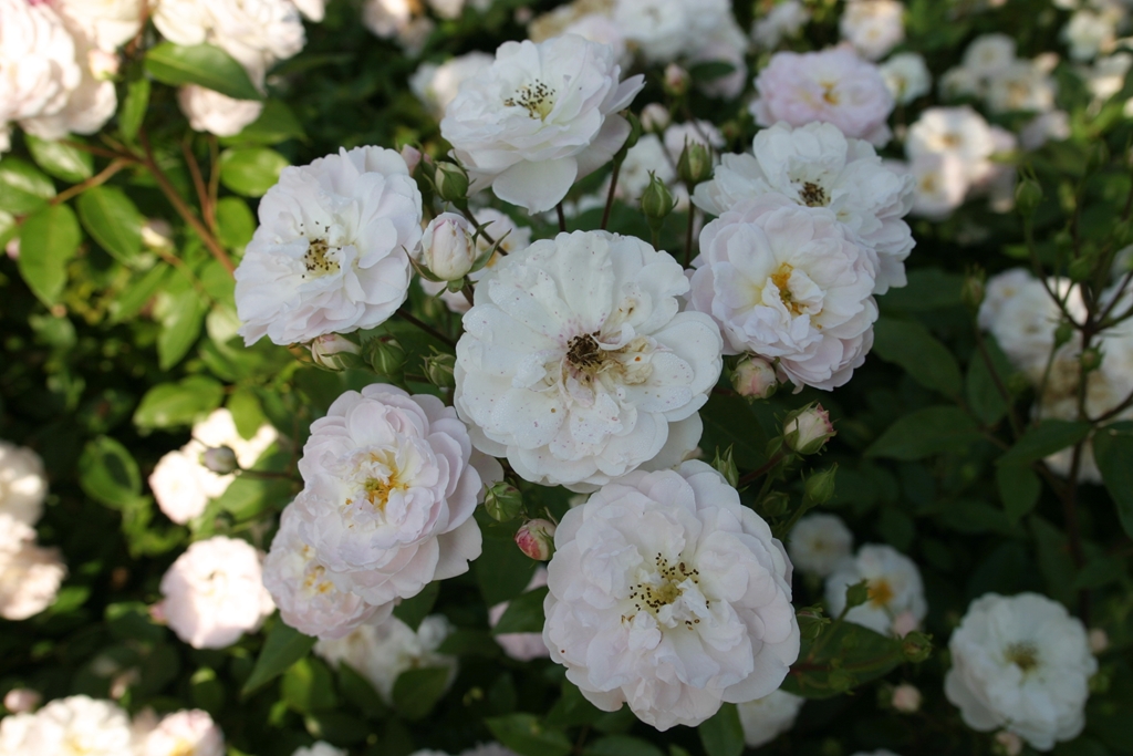 Dainty White - Stammrose 90 cm