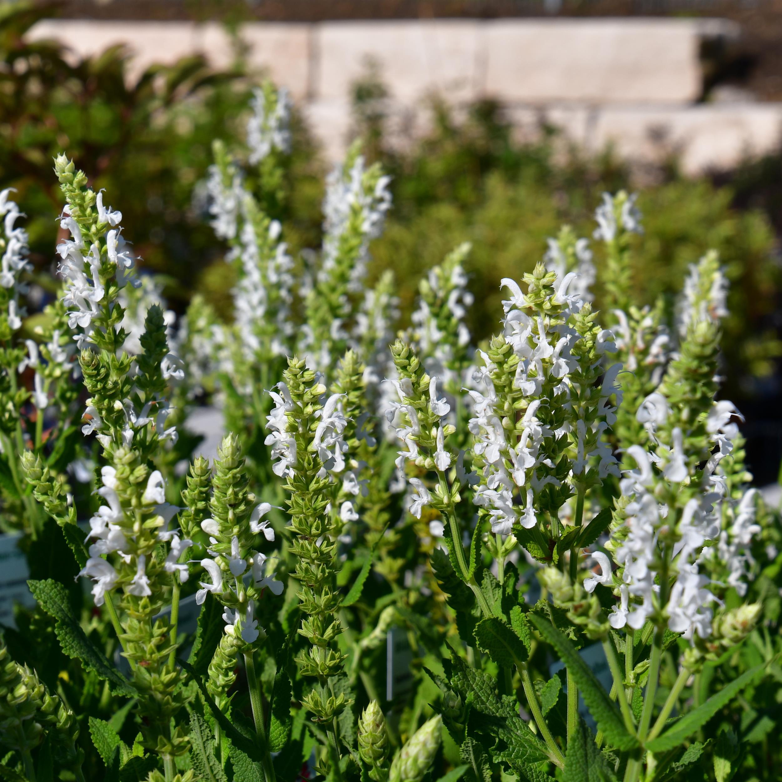 Salvia nemorosa 'Adrian'/Schneehügel 2L