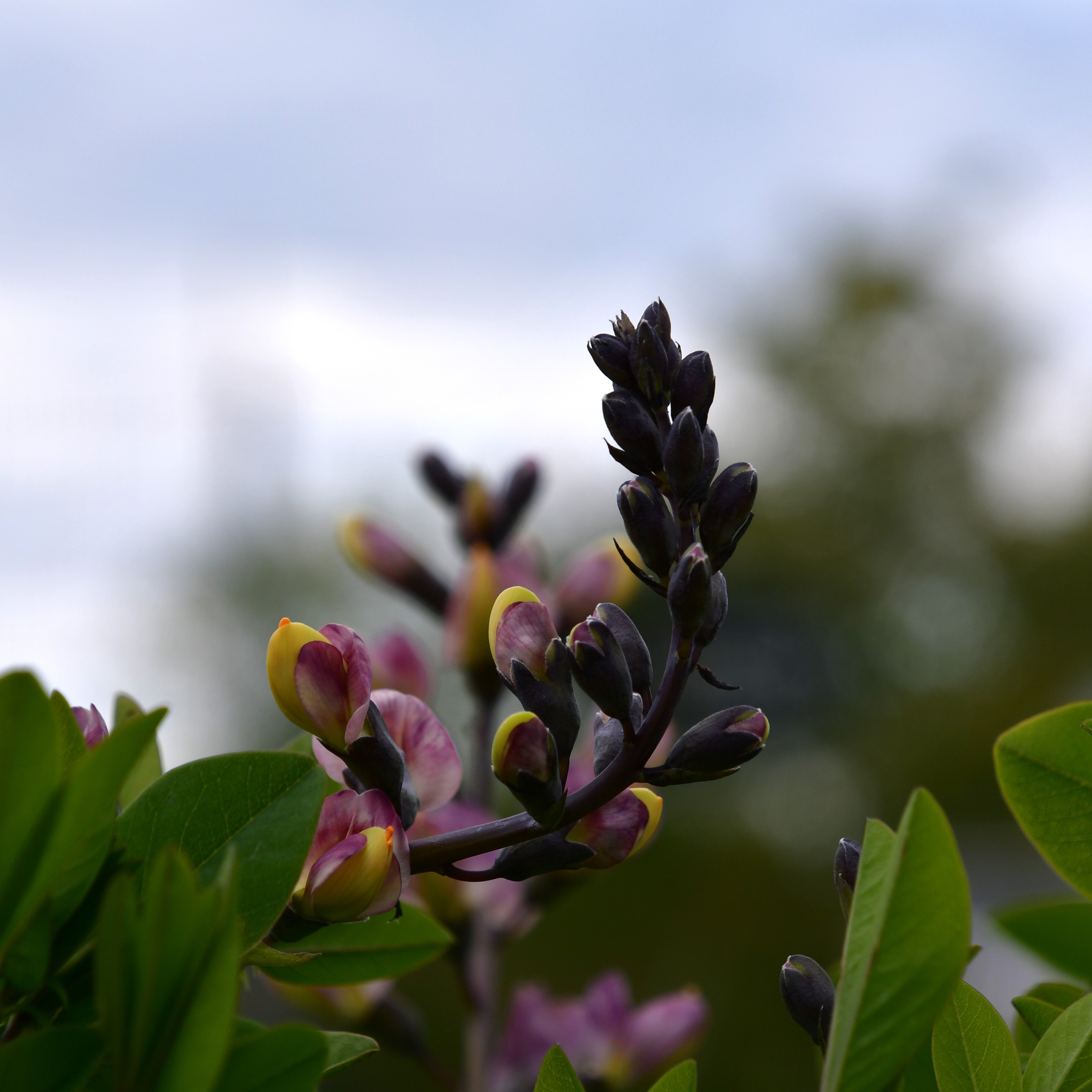 Baptisia x cult.'Dark Chocolate'  1L