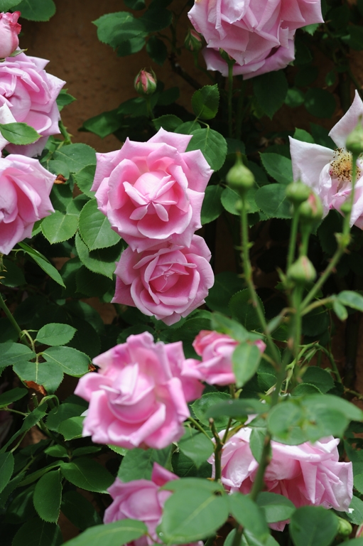 Mme Caroline Testout