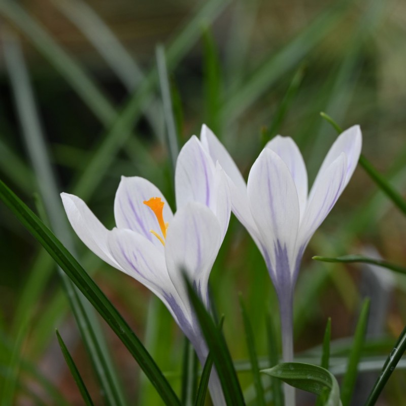 Crocus vernus 'Silver Coral' 20 Stk (2)