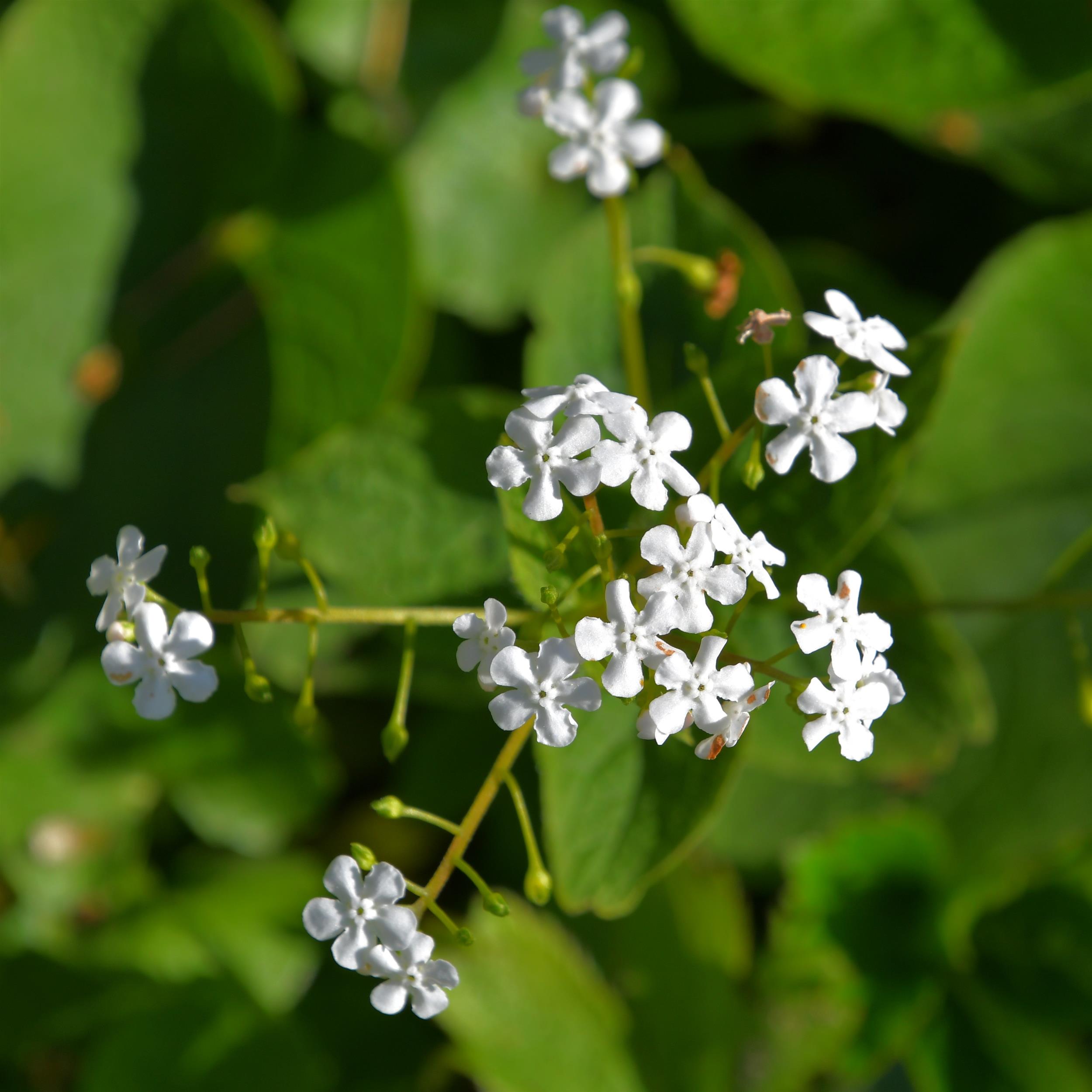 Brunnera macrophylla 'Betty Bowring'