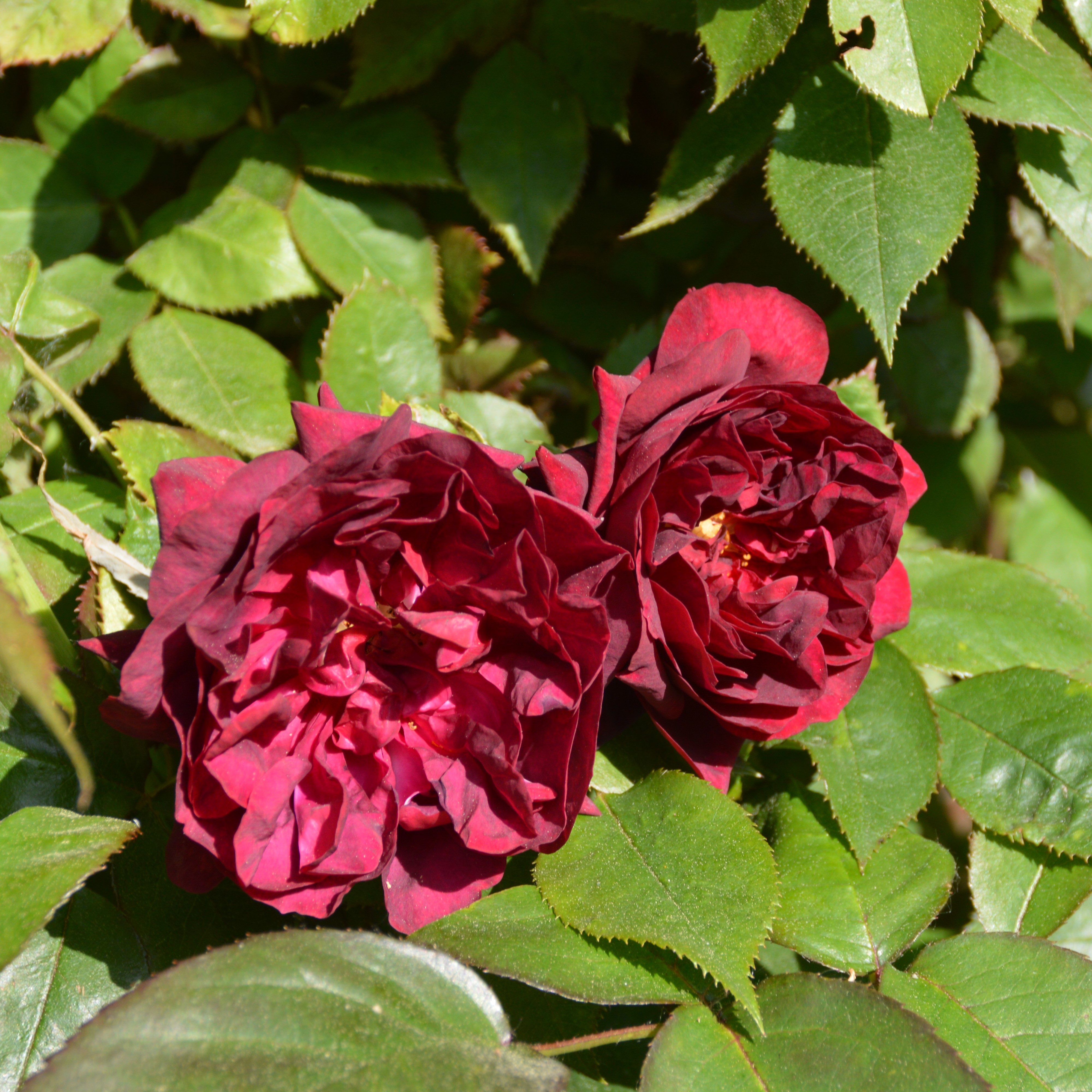 Burgundy Rambler