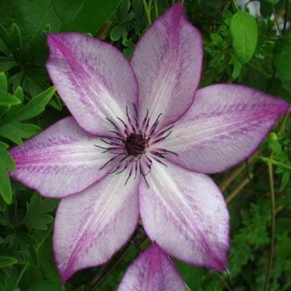 Clematis Fond Memories