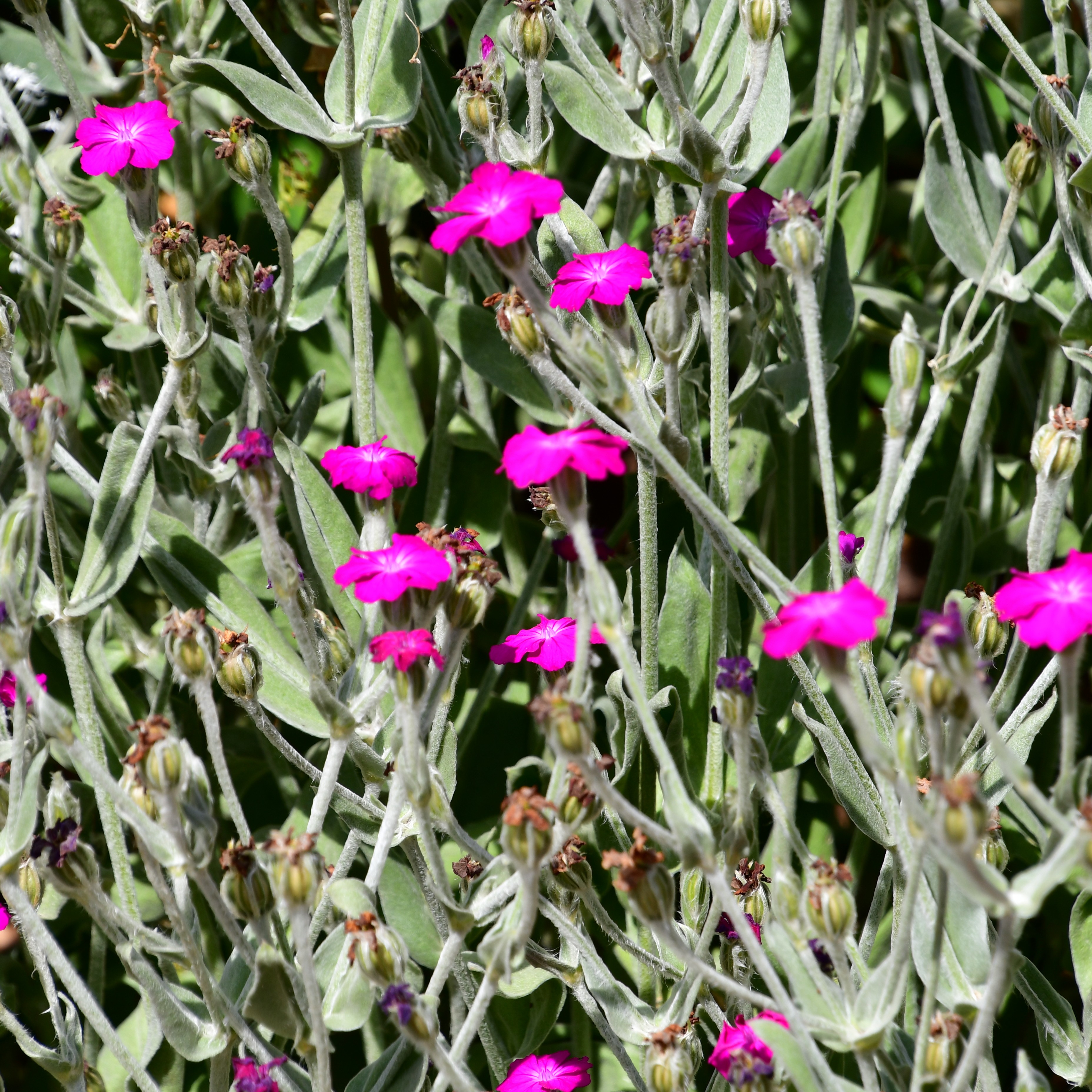 Lychnis coronaria 1L