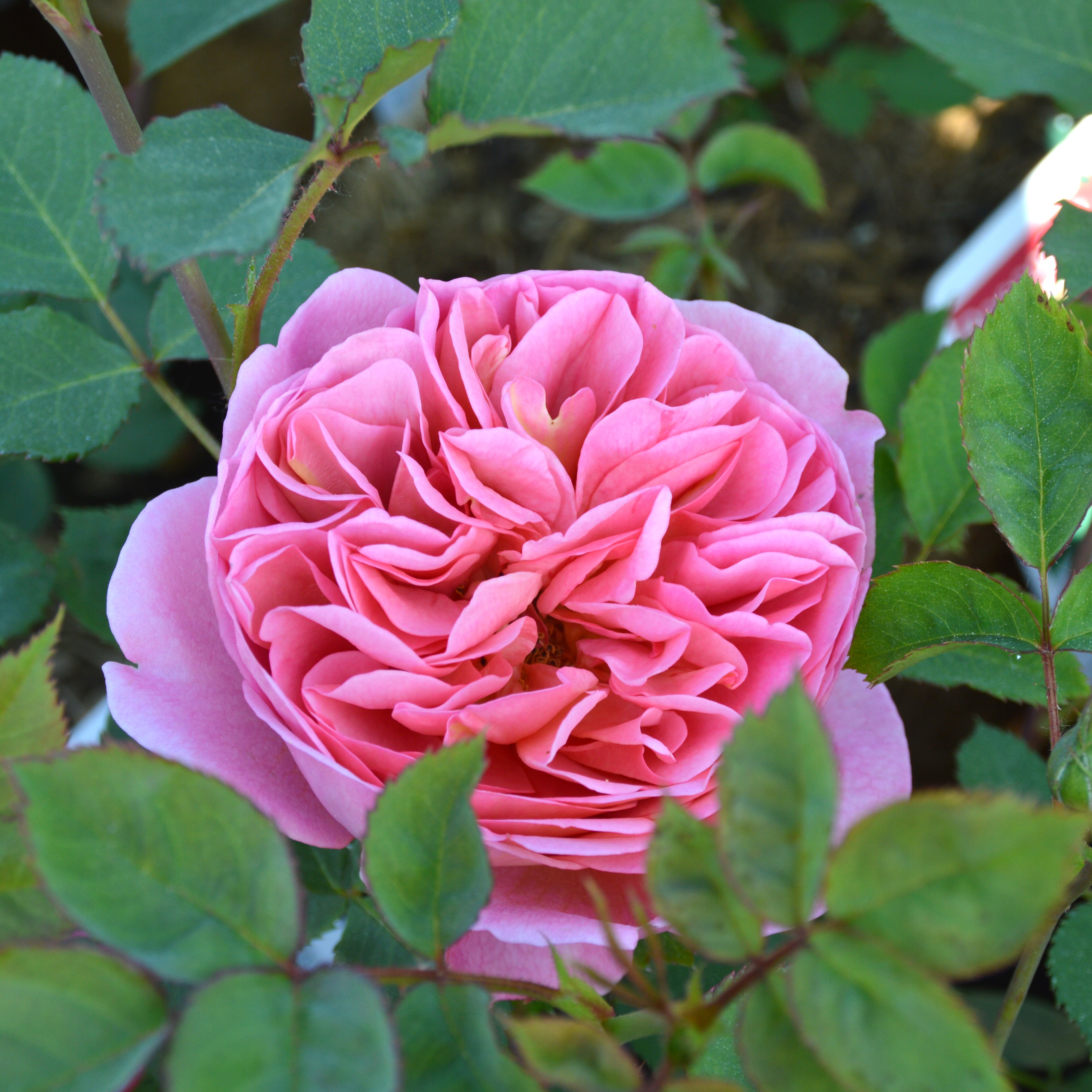 Boscobel