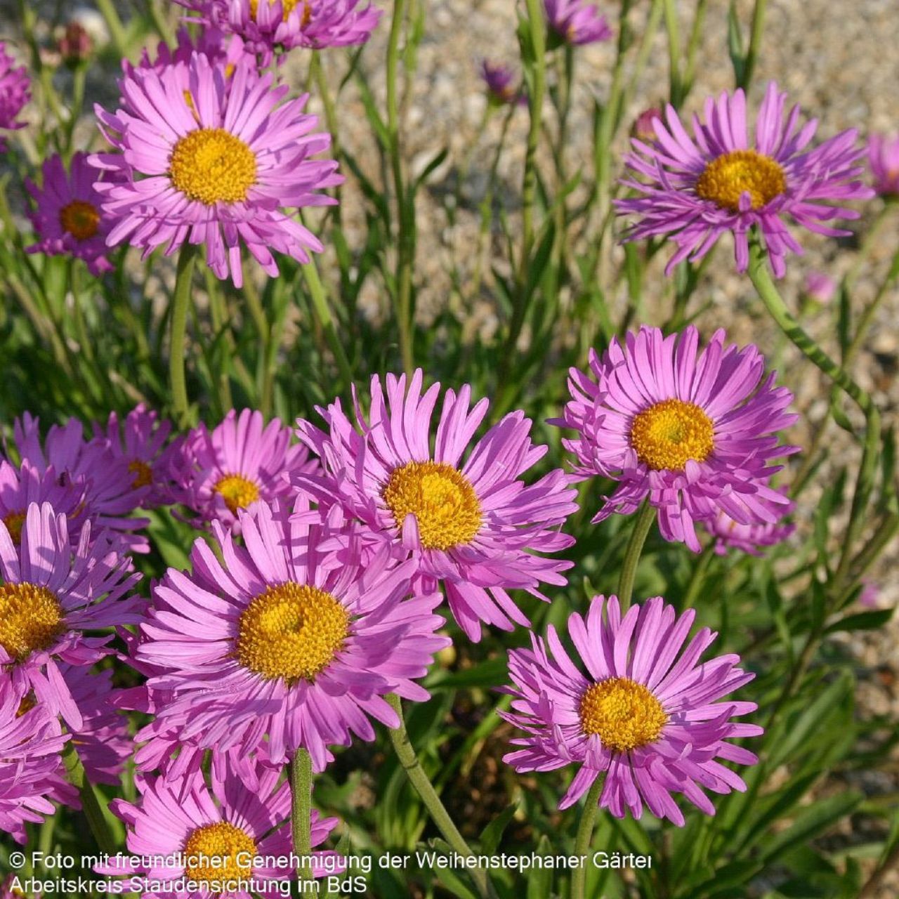 Aster alpinus `Happy End` 1L