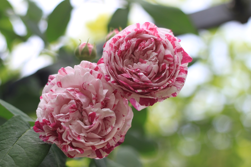 Variegata di Bologna