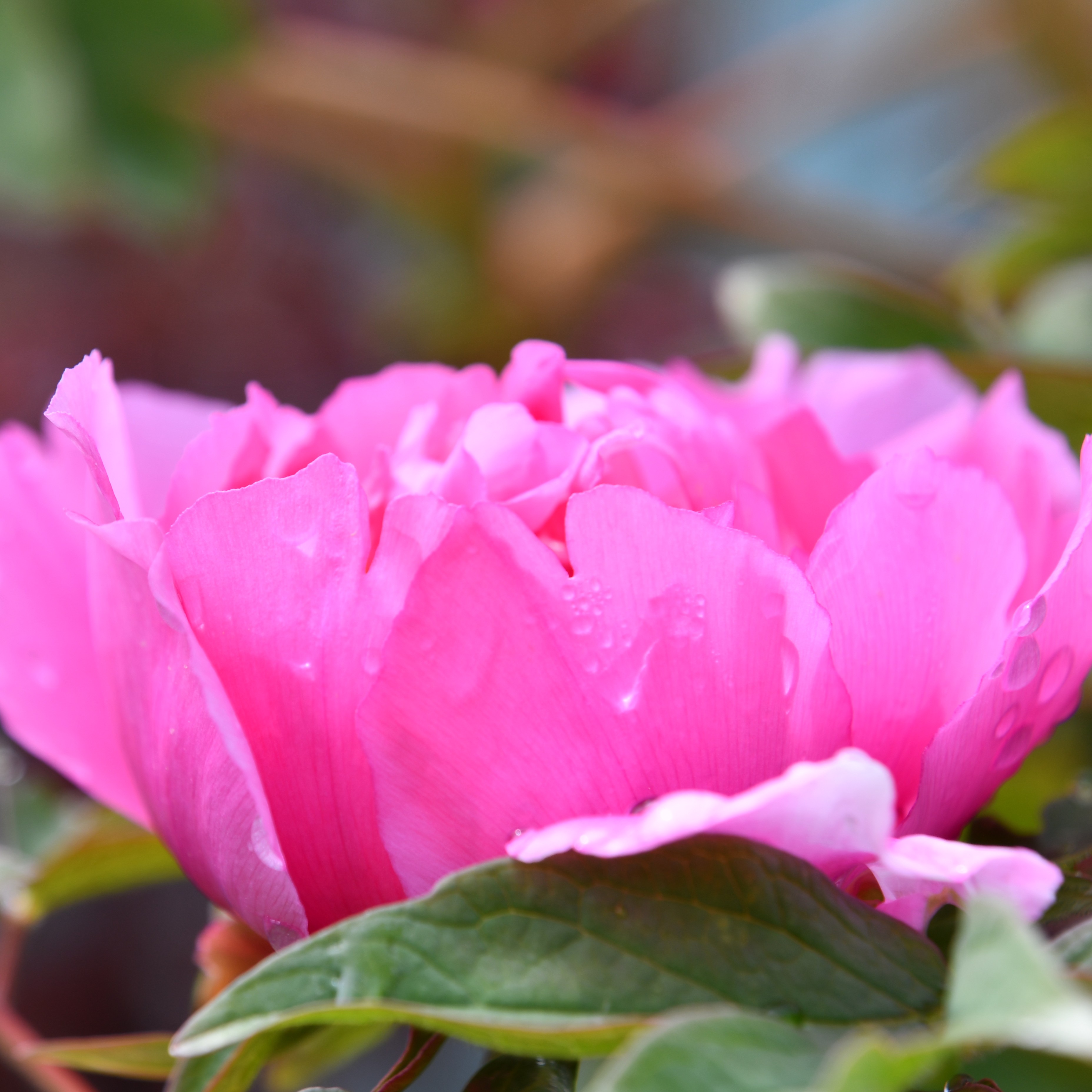 Paeonia suffruticosa Lu He Hong