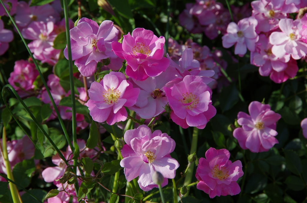 Lavender Dream