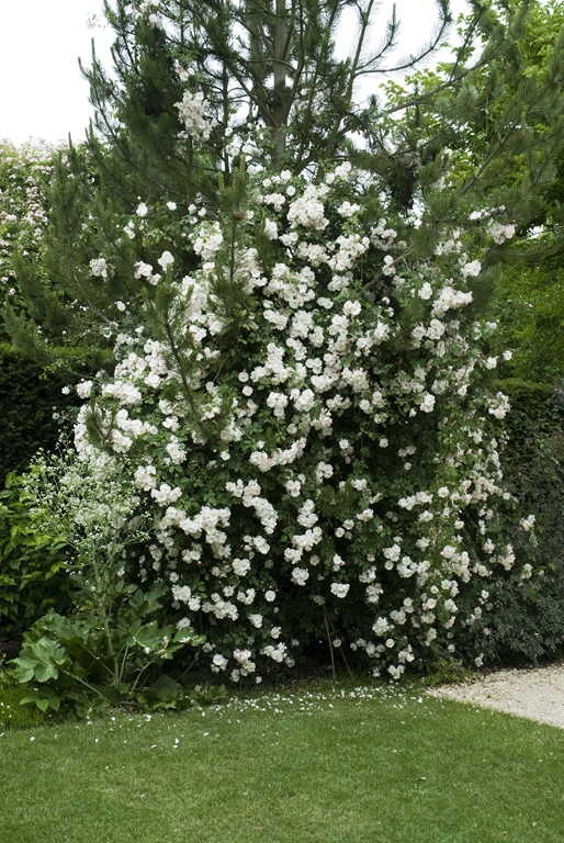 Adelaide d´Orleans