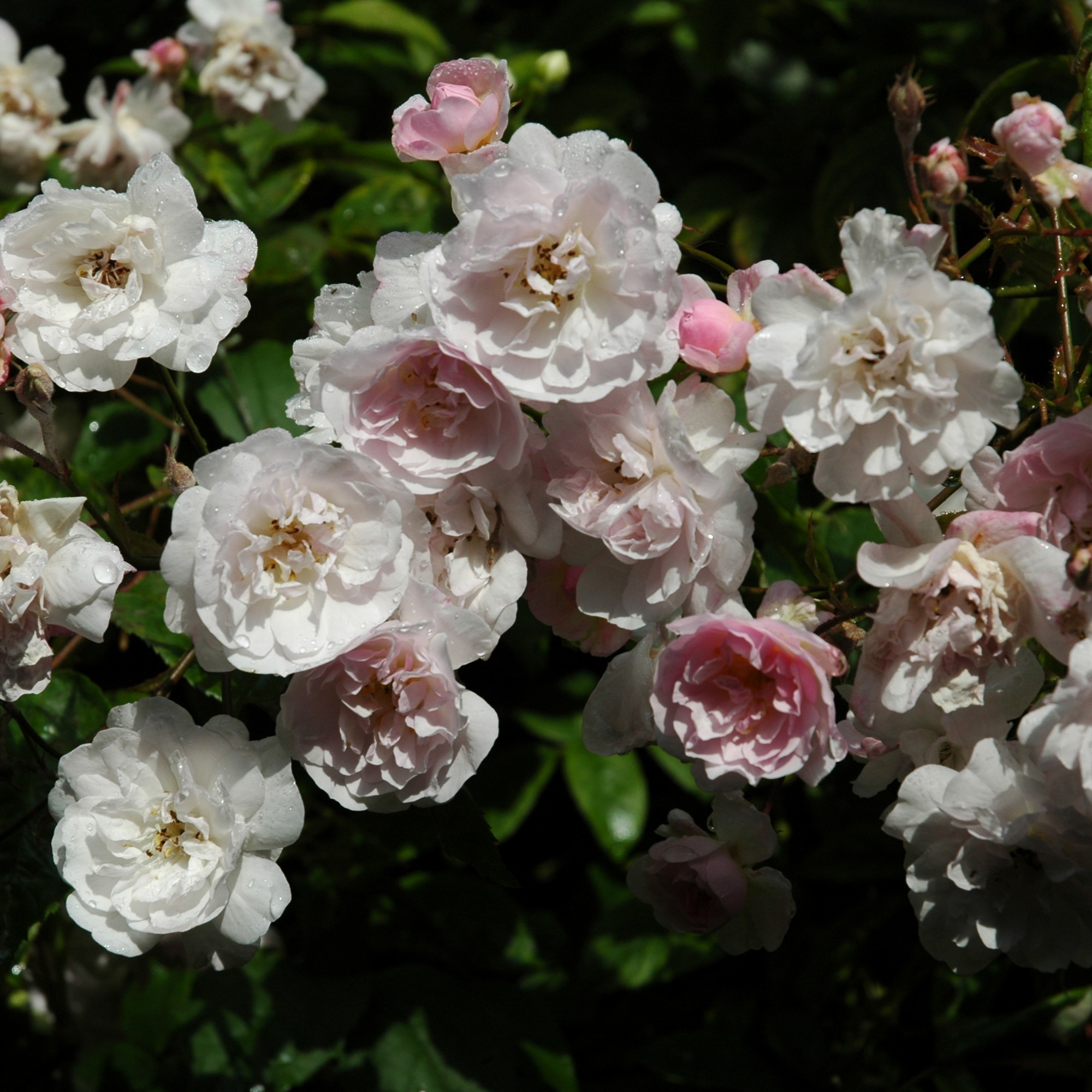 Paul´s Himalayan Musk