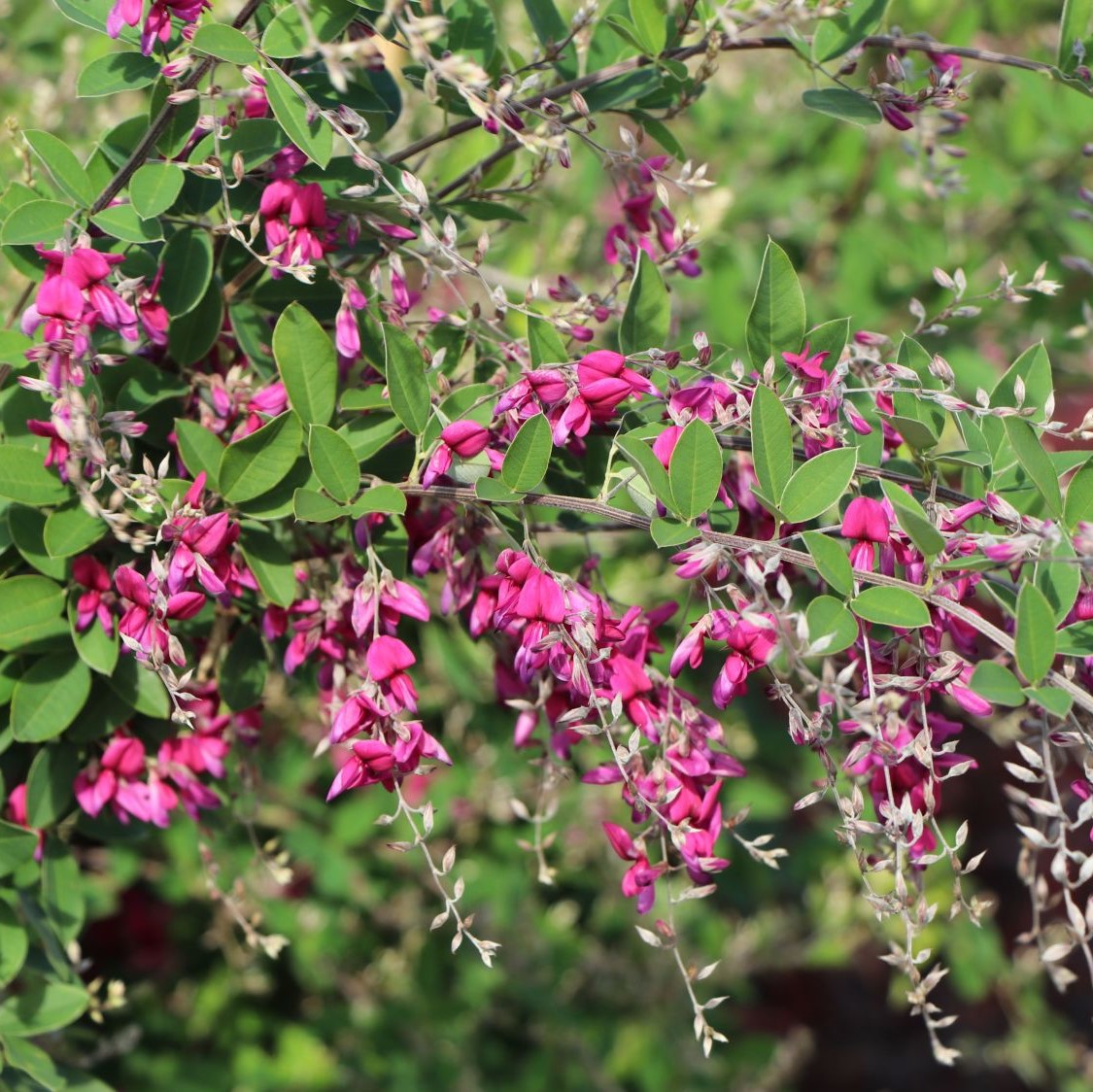 Lespedeza thunbergii