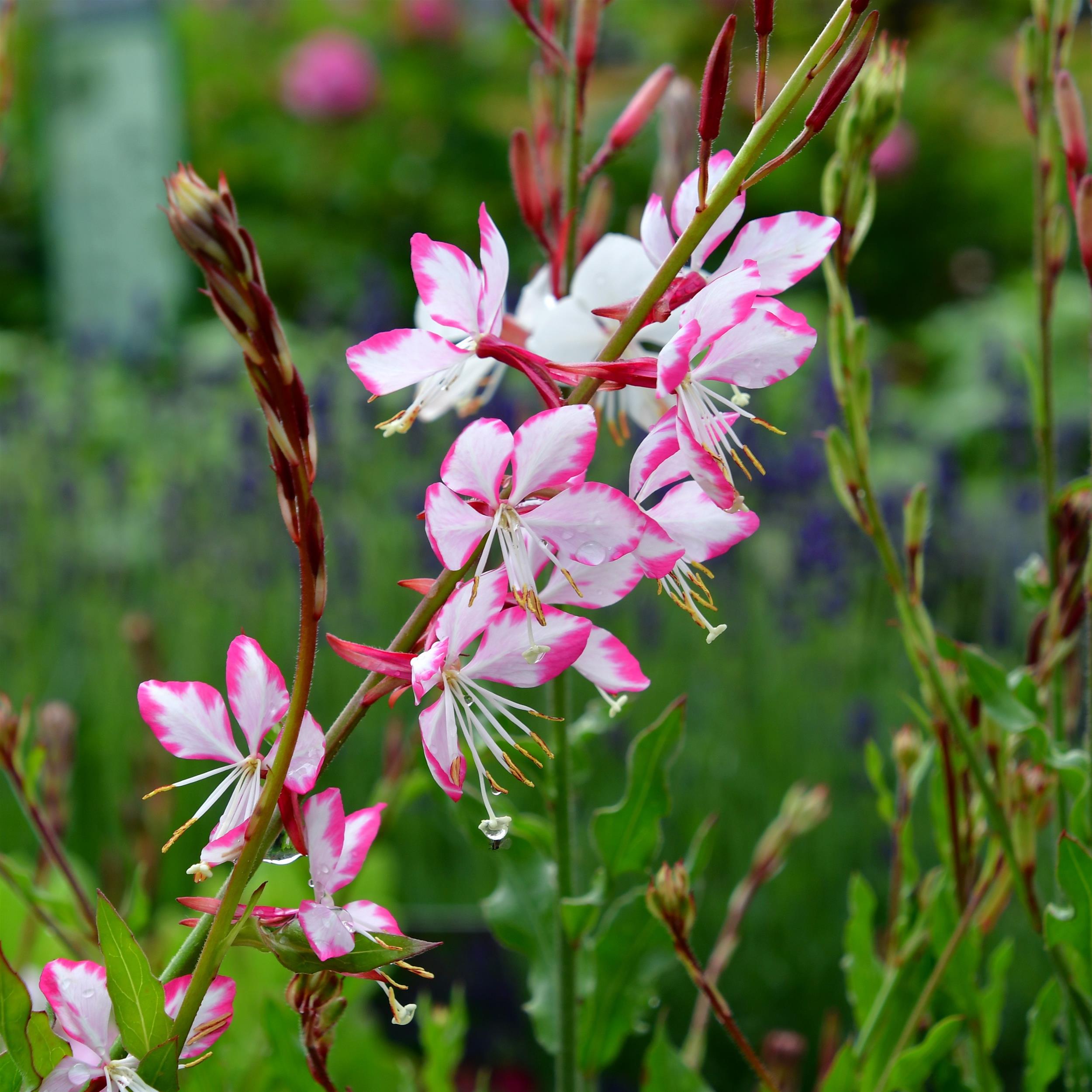 Gaura lindheimerii Rosy Jane 2L