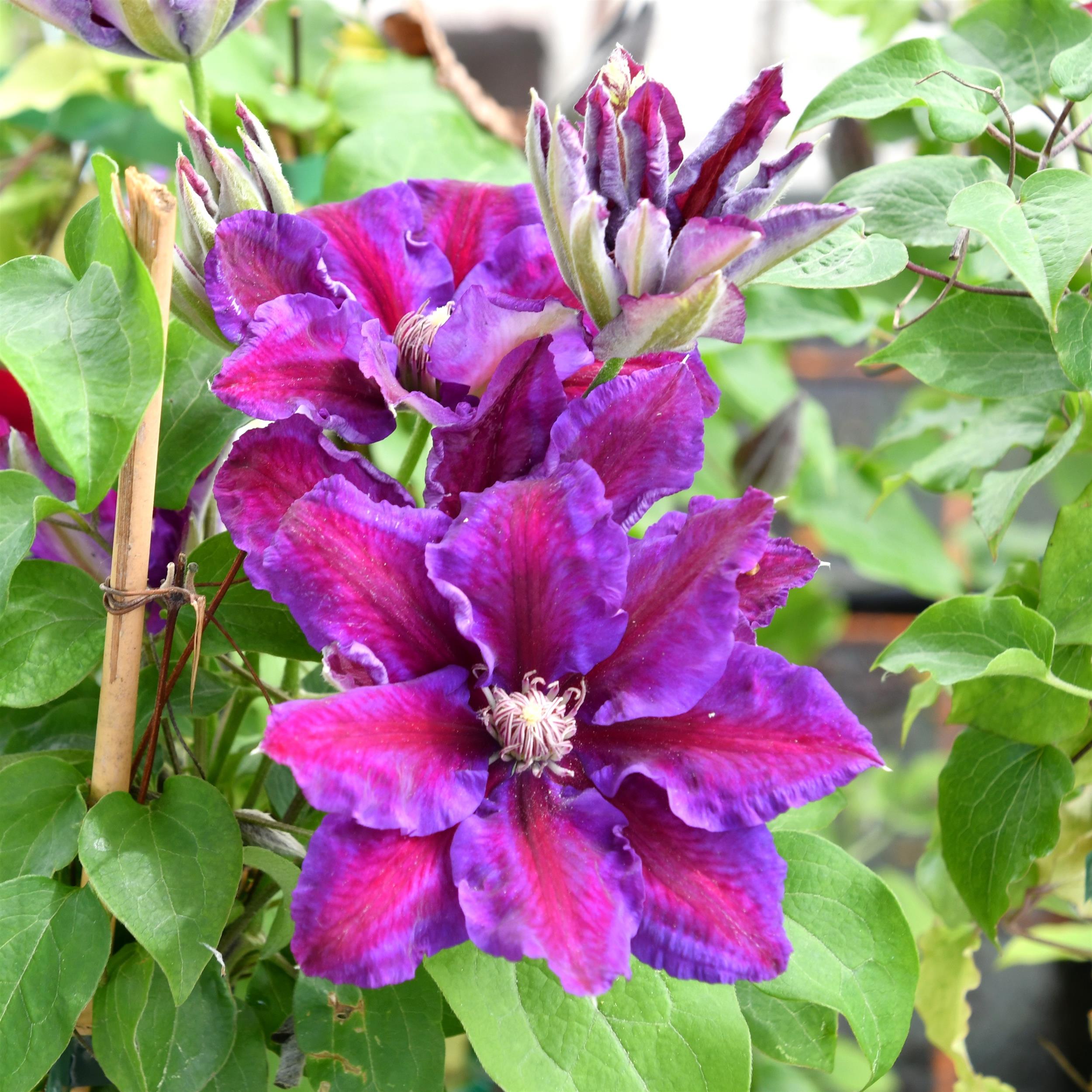 Clematis Hyb. Saalomon