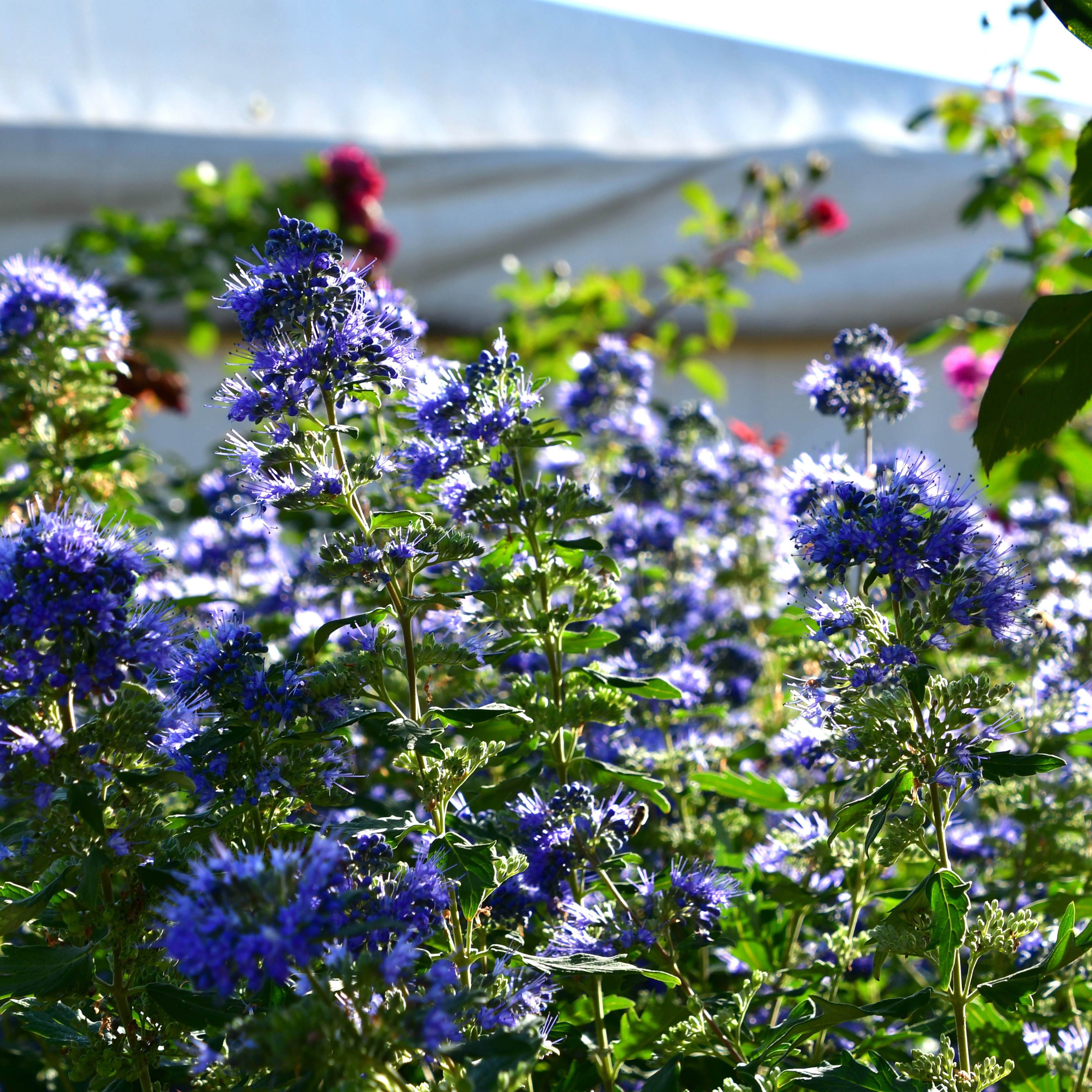 Caryopteris clandonensis 'Dark Knight' 3L