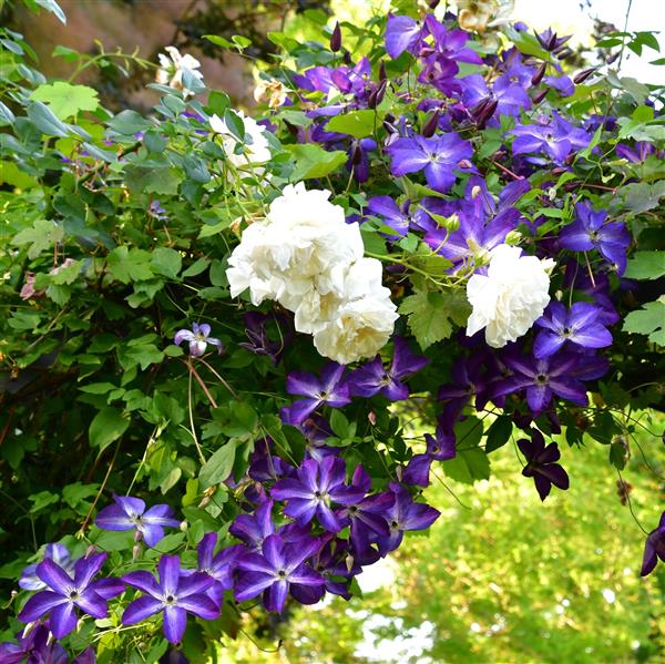Clematis viticella 'Venosa Violacea'