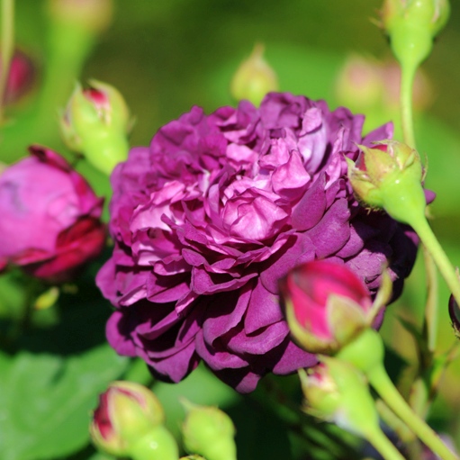 Cardinal de Richelieu