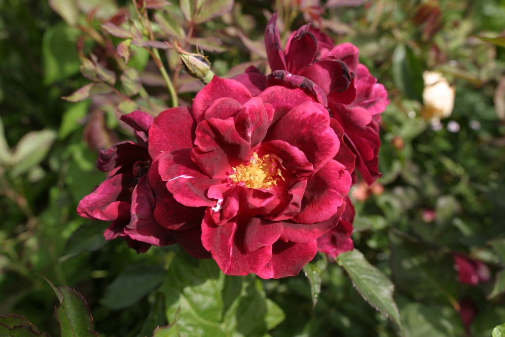 Burgundy Rambler