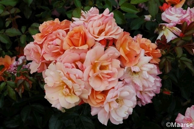 Aprikola