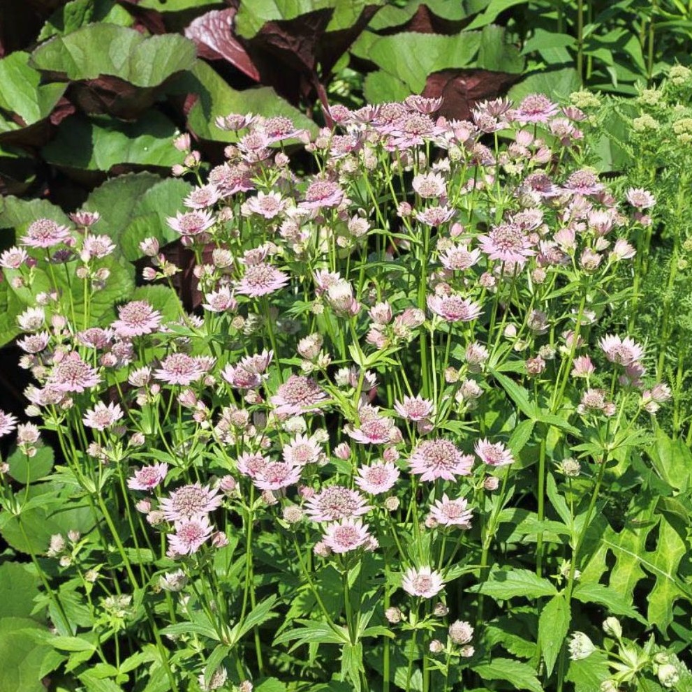 Astrantia major 0,5L