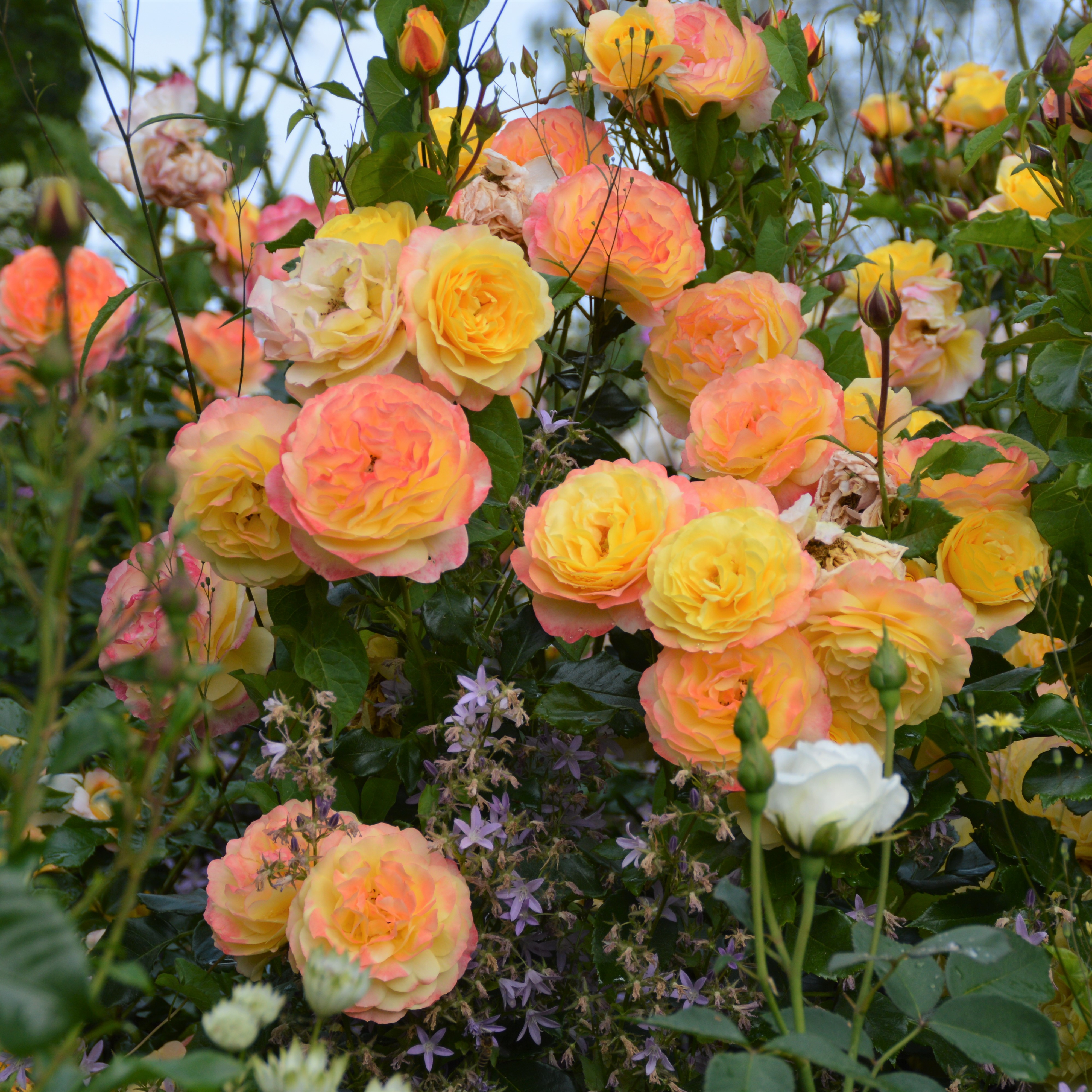Rose der Hoffnung