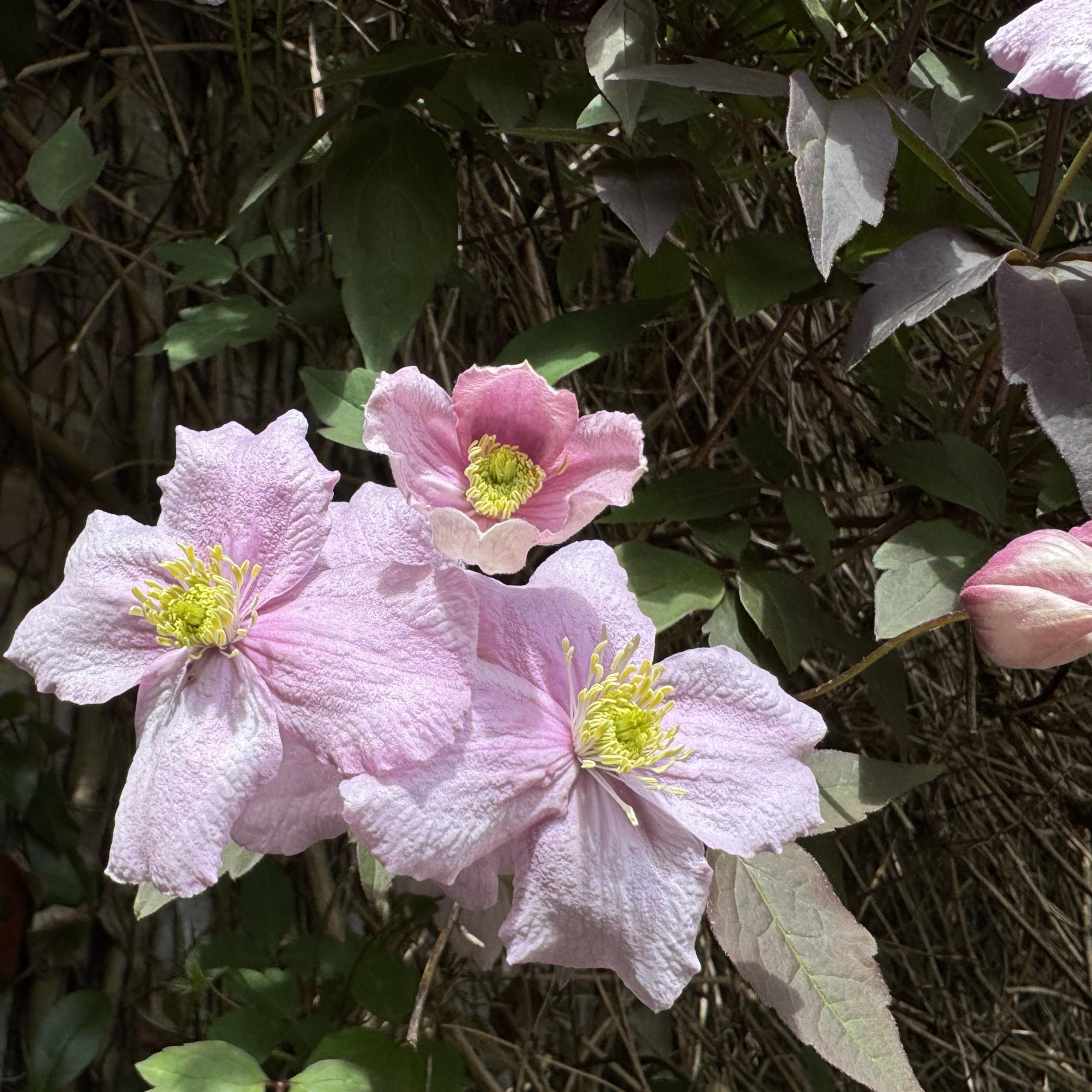 Clematis montana ´Rubens`