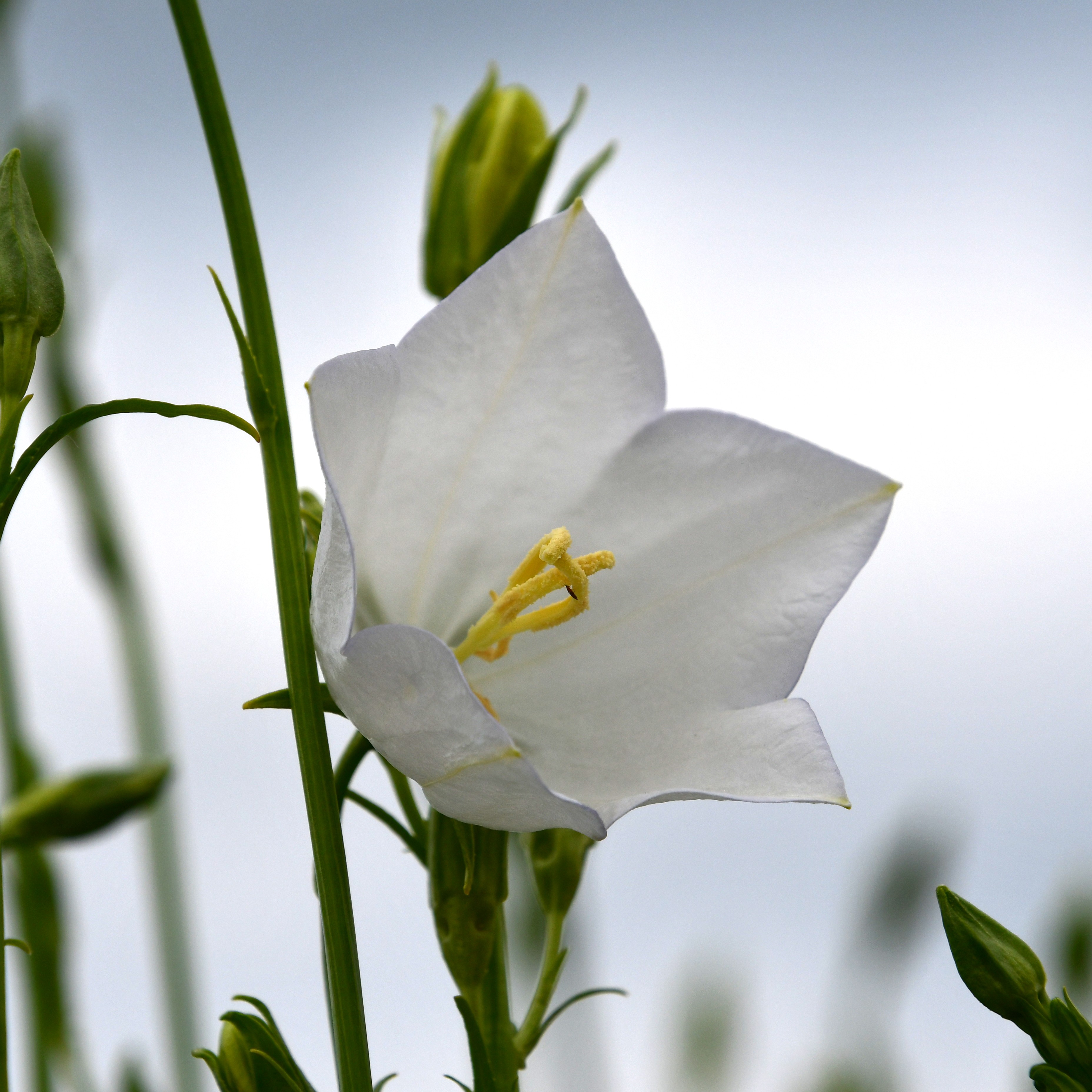 Campanula persicifolia ´Grandiflora Alba` 1L
