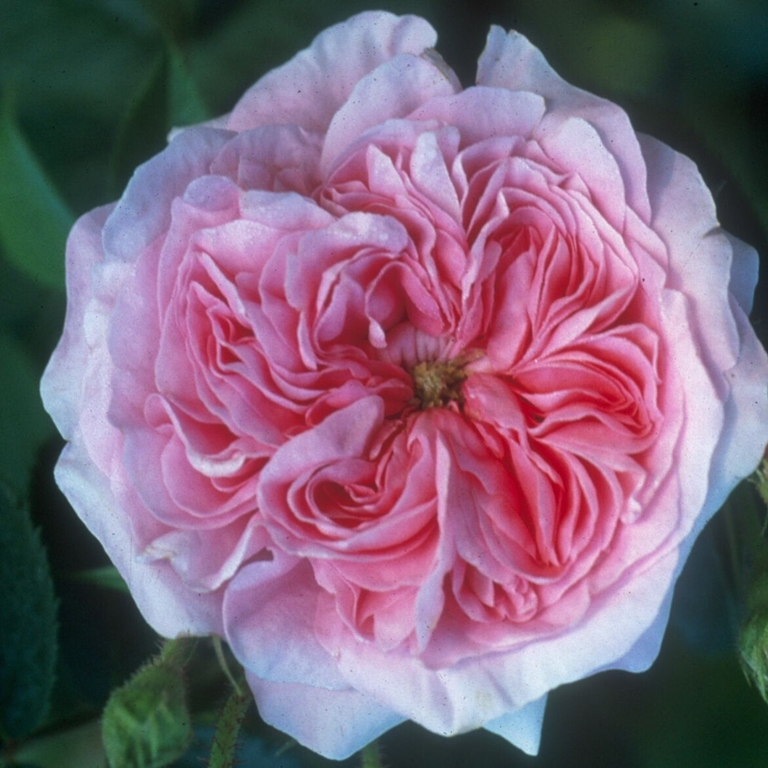 Königin von Dänemark