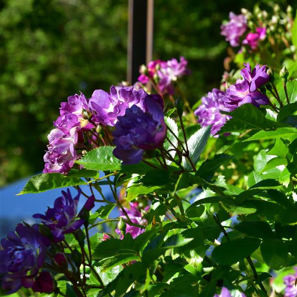Purple Skyliner